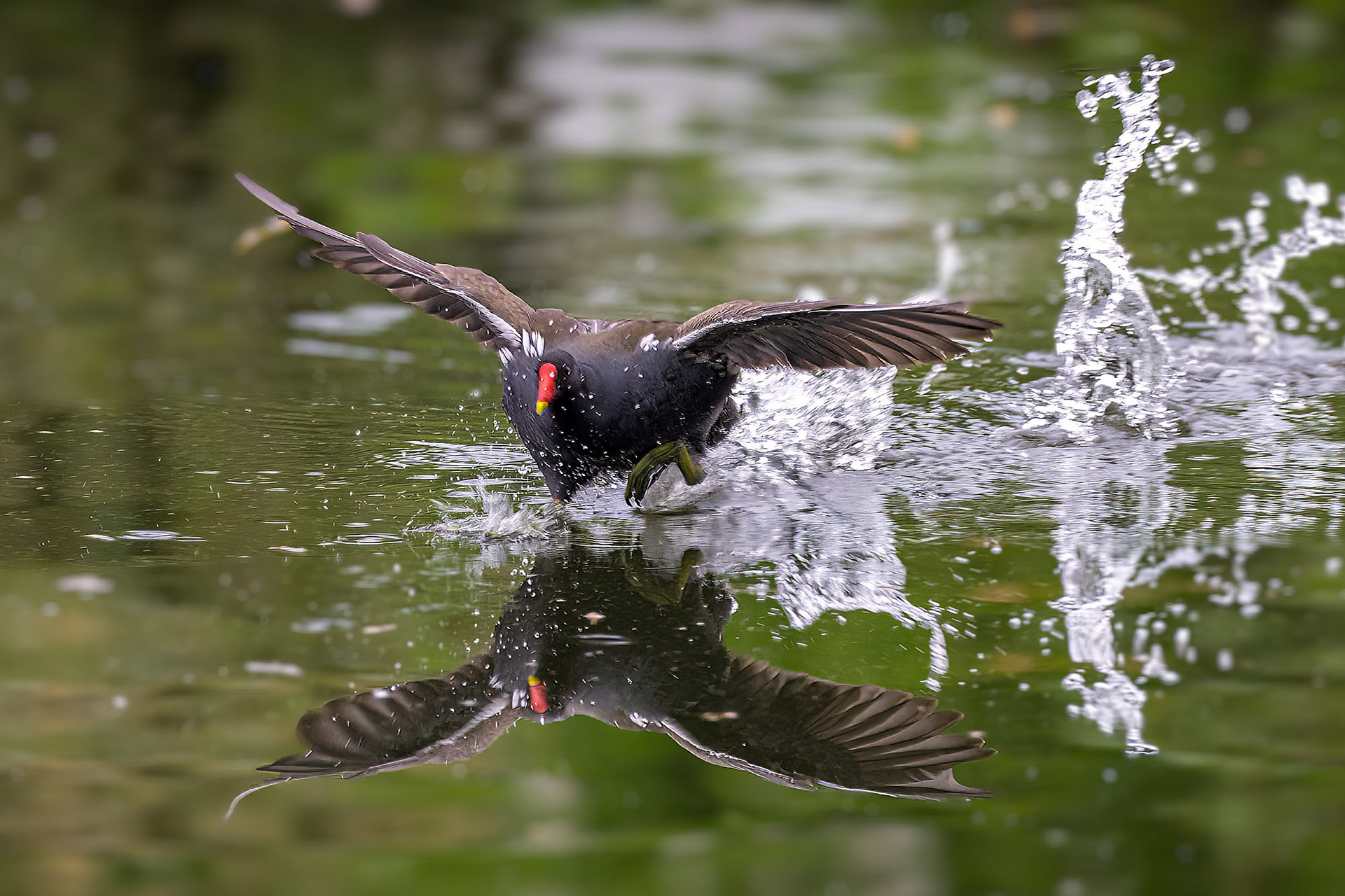 Teichhuhn auf der Flucht vor einer Blässralle :-)