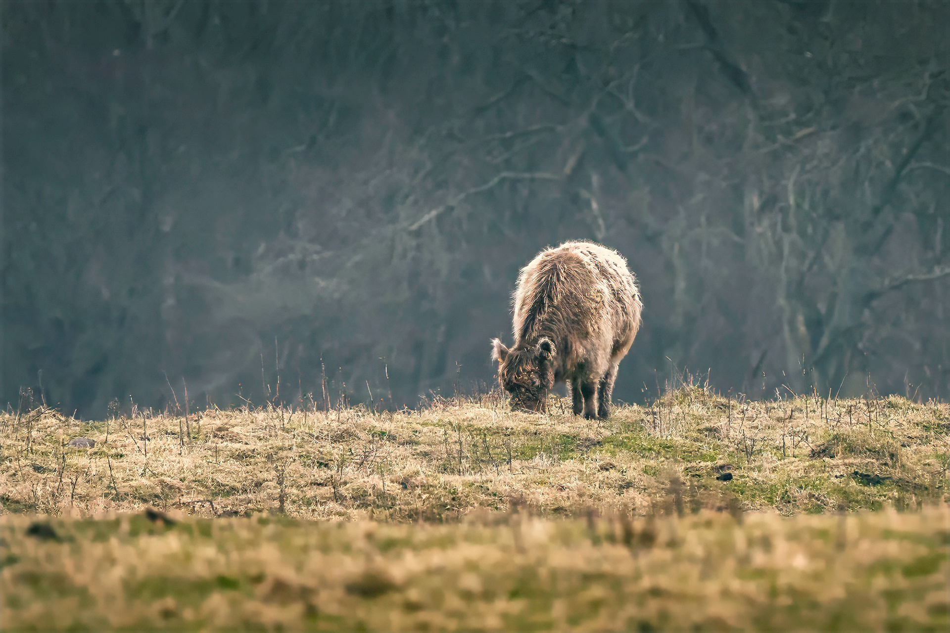 Galloway