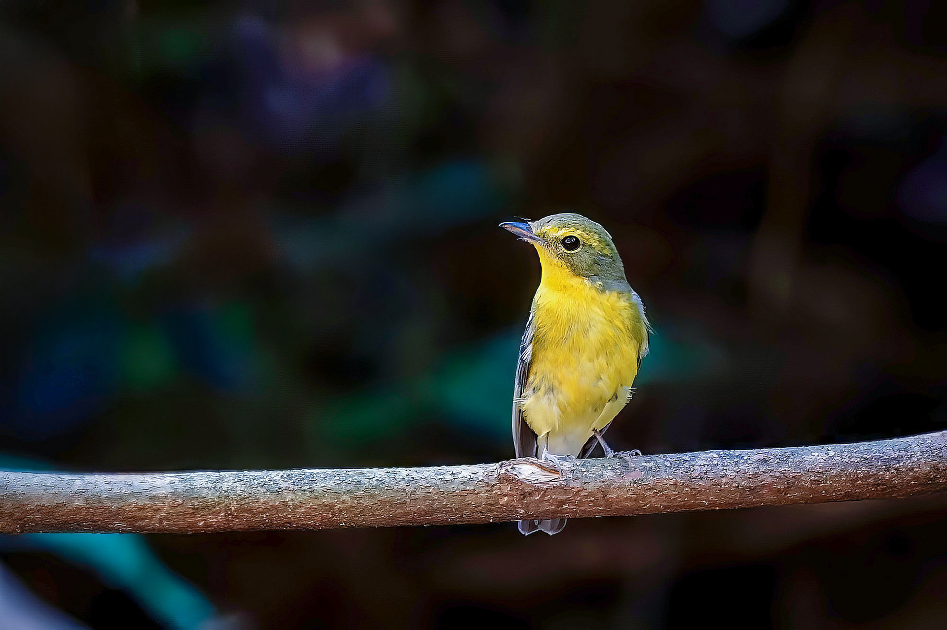 Narzissenschnäpper-elisae / Green-backed Flycatcher