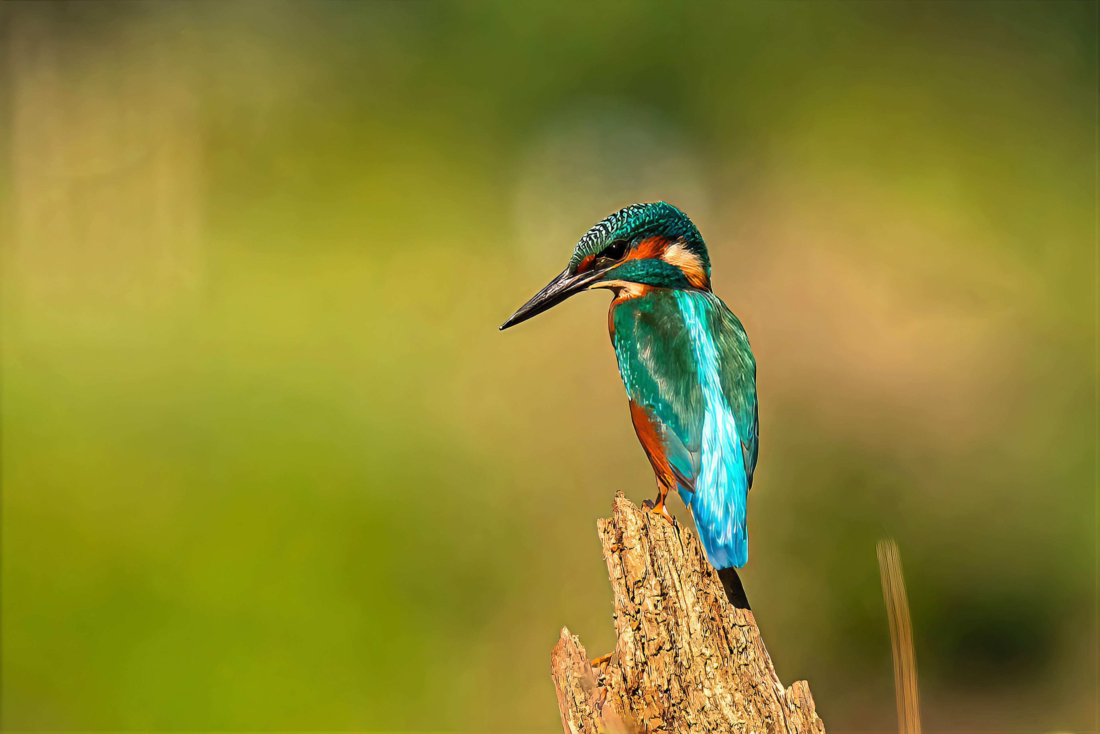 Eisvogel