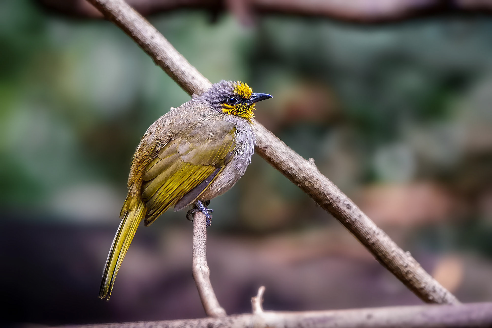 Streifenkehlbülbül