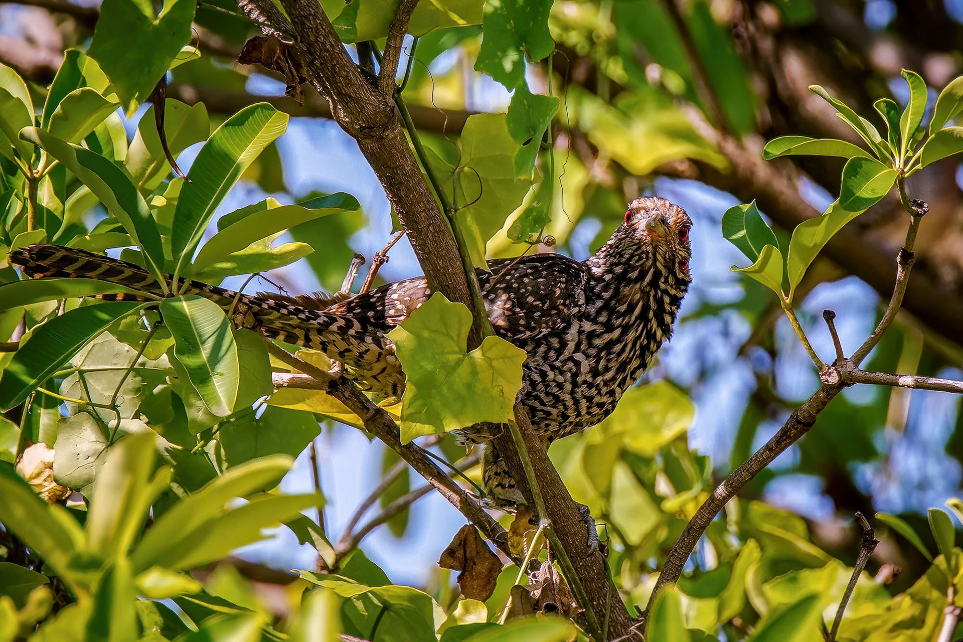 Indischer Koel (female)