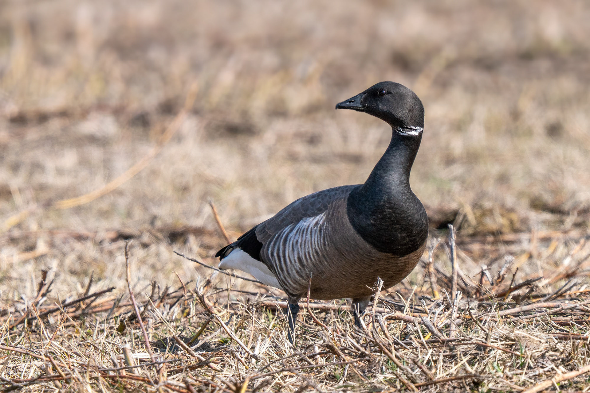 (Dunkelbäuchige) RINGELGANS (Branta bernicla bernicla), die Nominatform.