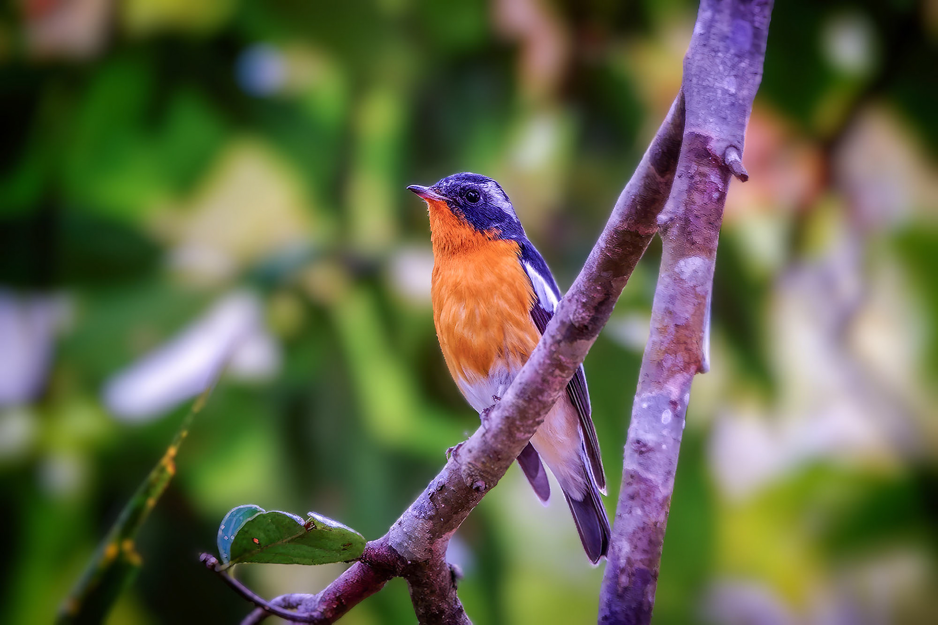 Mugimakischnäpper (M) / Mugimaki Flycatcher