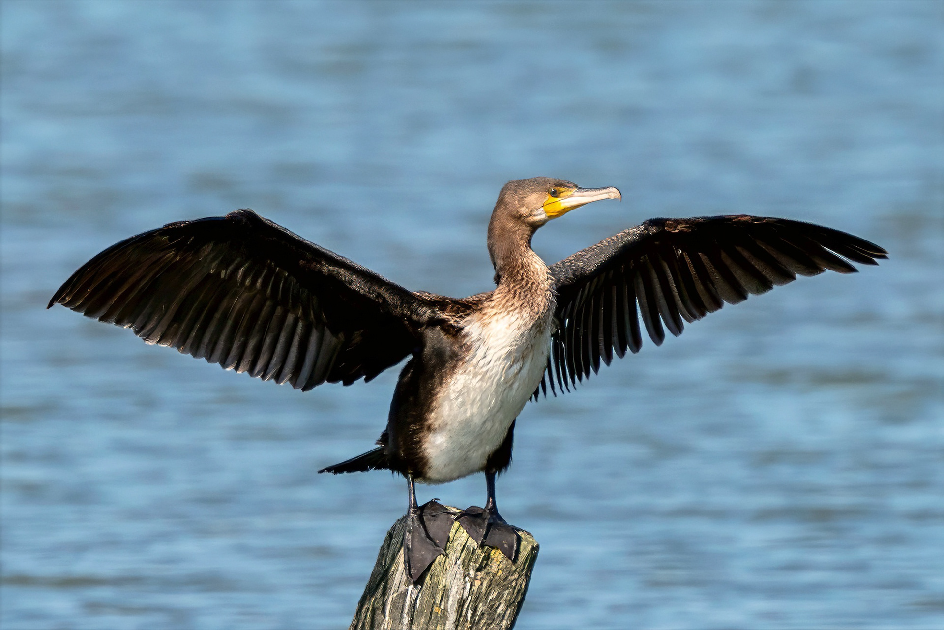 Kormoran trocknet seine Flügel