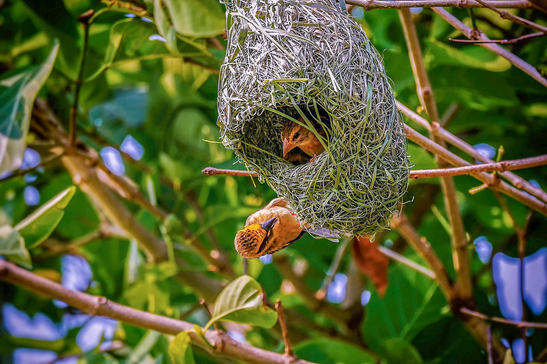 Ein Weibchen inspiziert das Nest