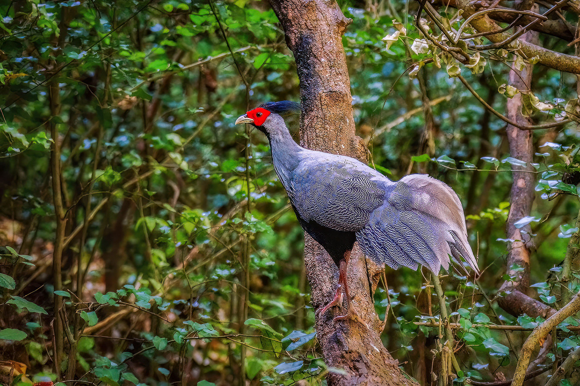 male