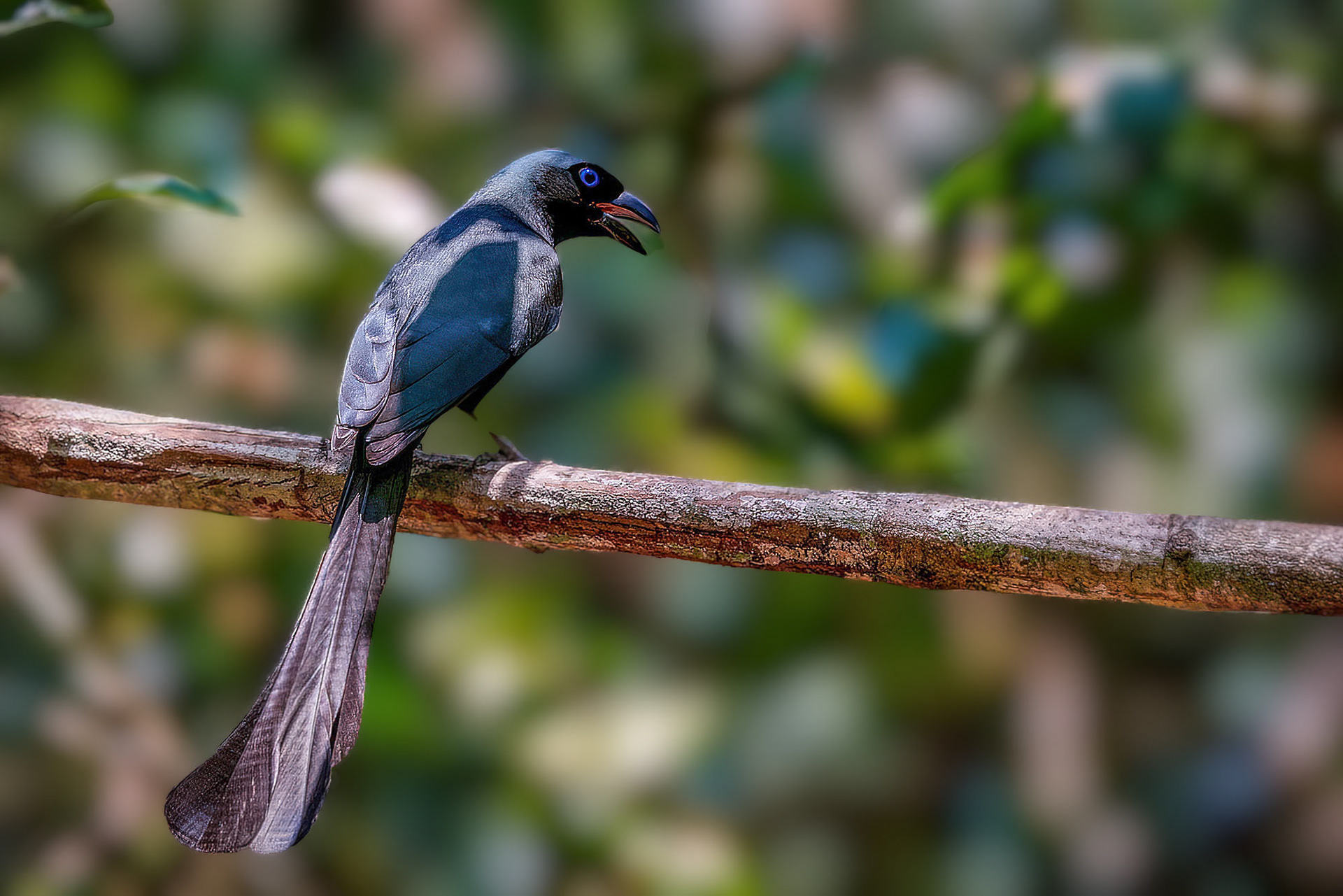 Spatelbaumelster / Racket-tailed Treepie