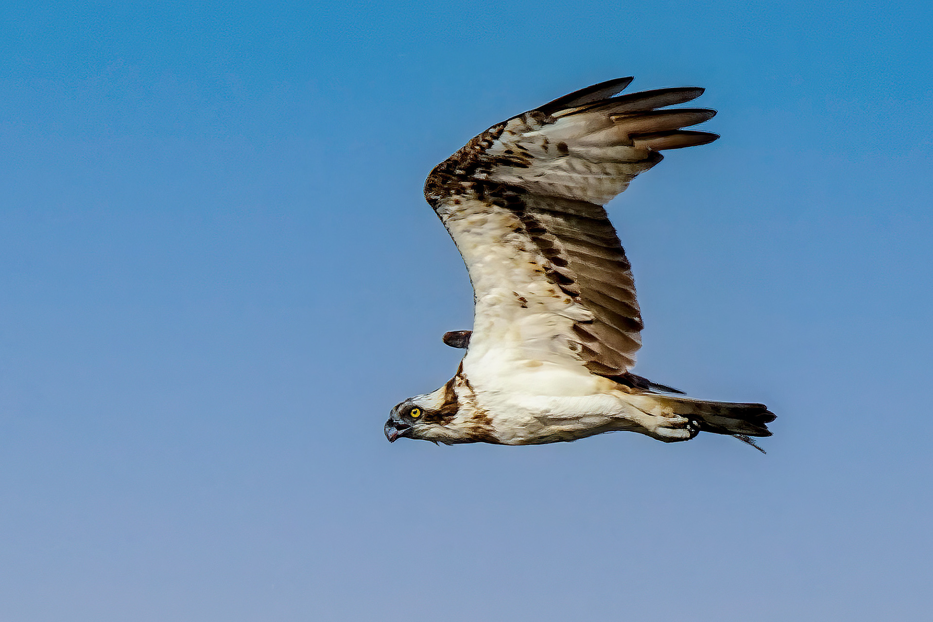 Fischadler / Osprey - Fish Eagle - Fish Hawk
