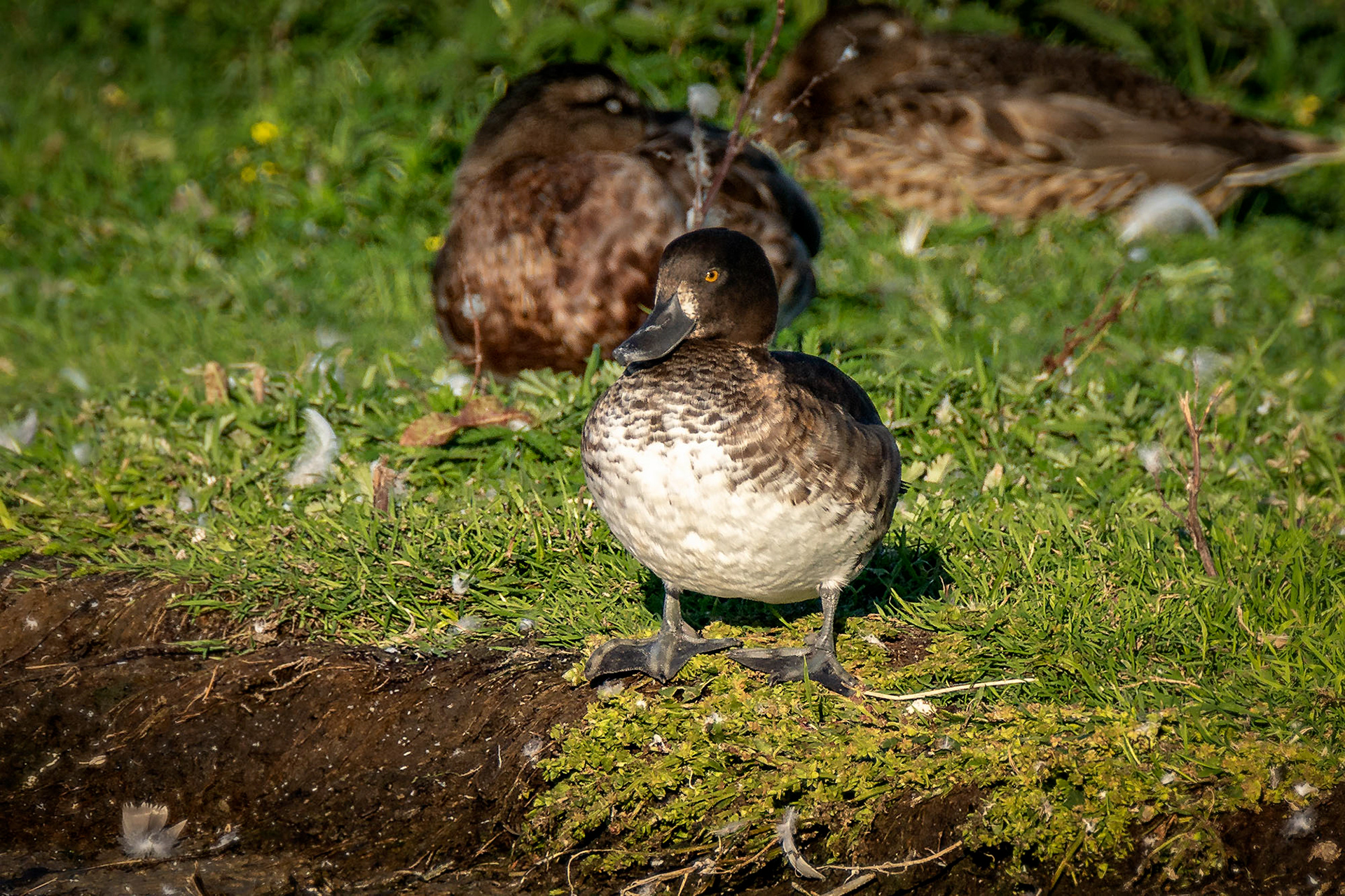 Reiherente, female