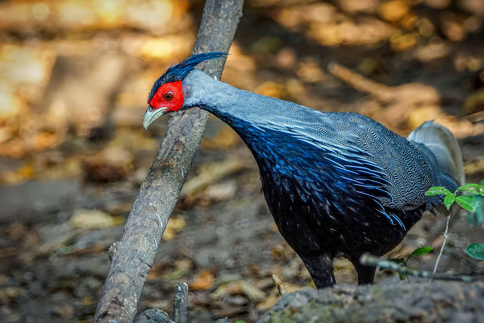 male
