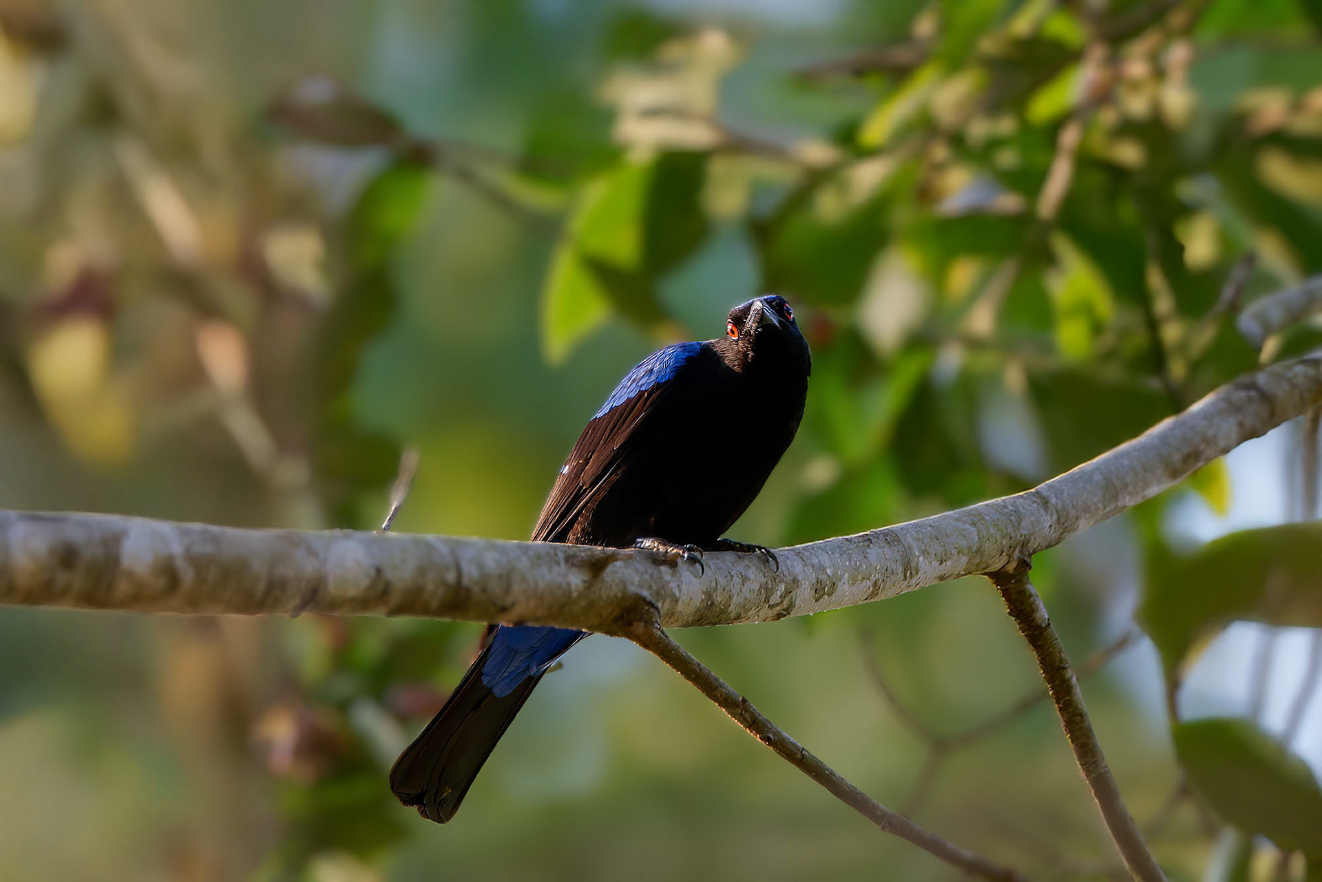 Türkisfeenvogel, Elfenblauvogel oder Türkis-Irene / Asian fairy-bluebird