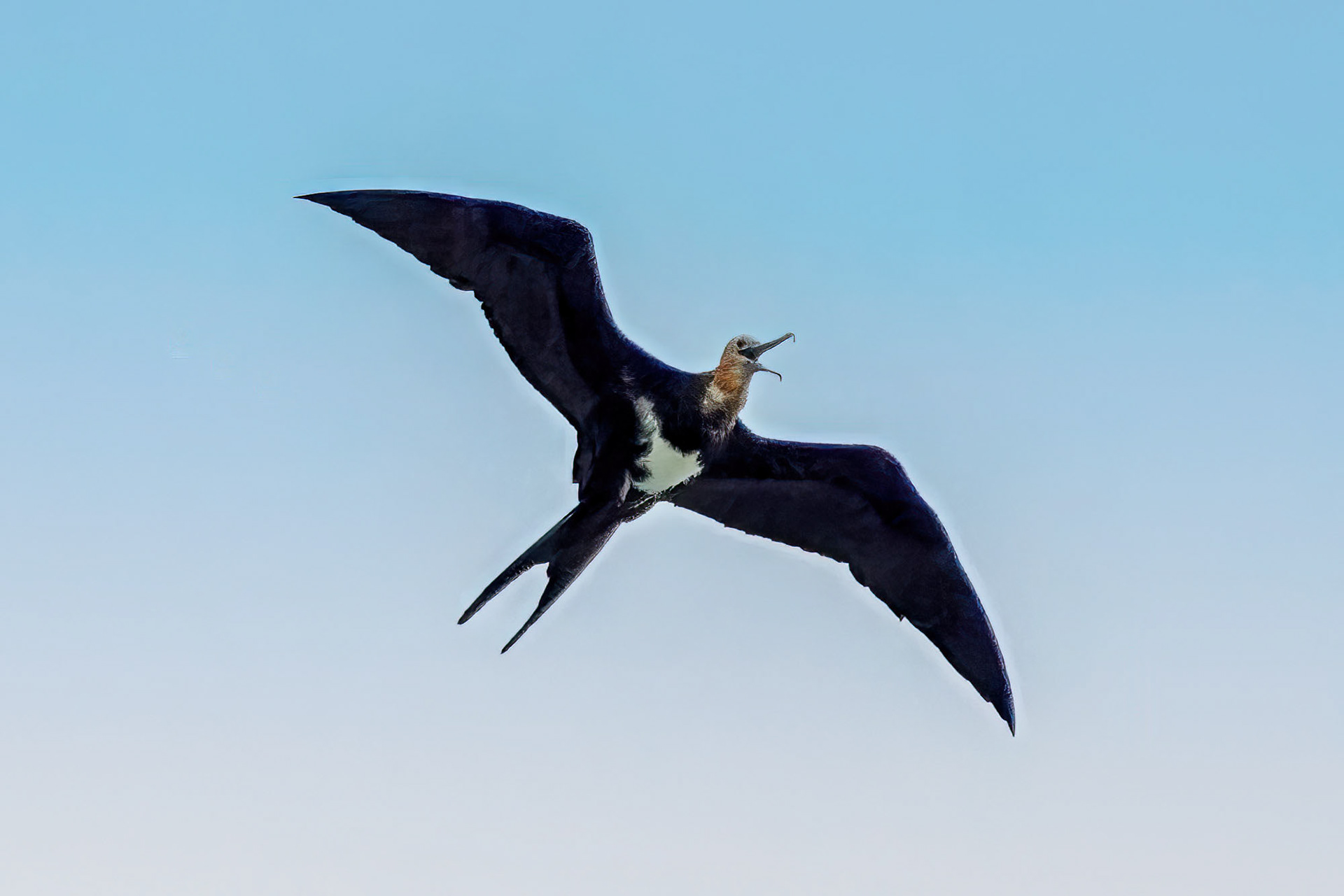 juvenile