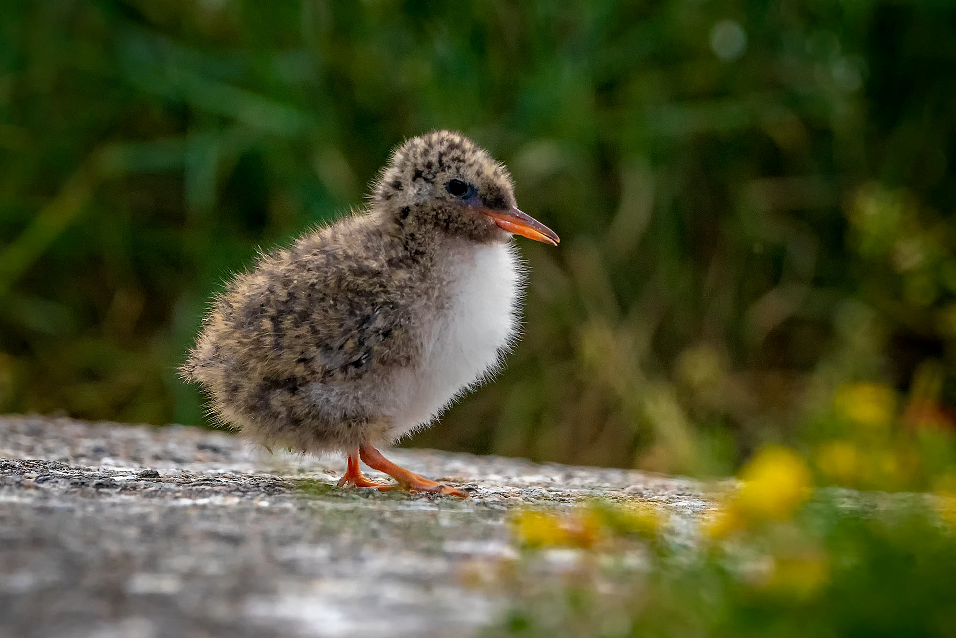 Küstenseeschwalbe, juvenile