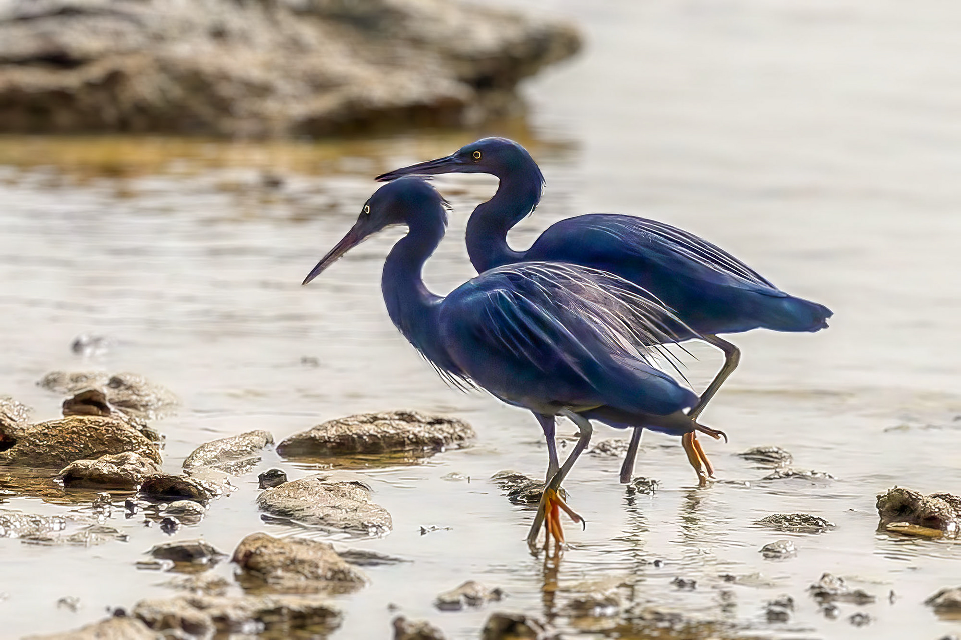 Riffreiher / Pacific reef heron