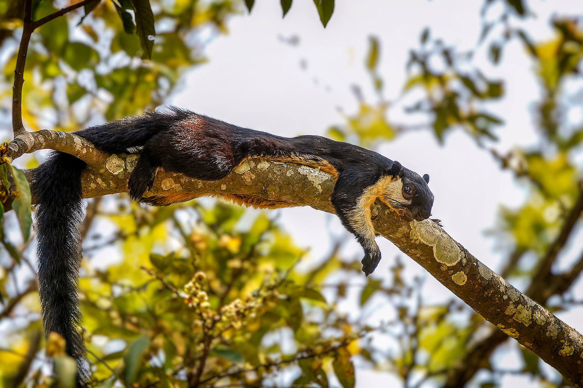 Schwarzes Riesenhörnchen