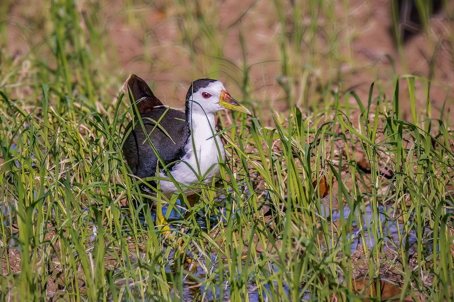 Weißbrust-Kielralle / white-breasted waterhen