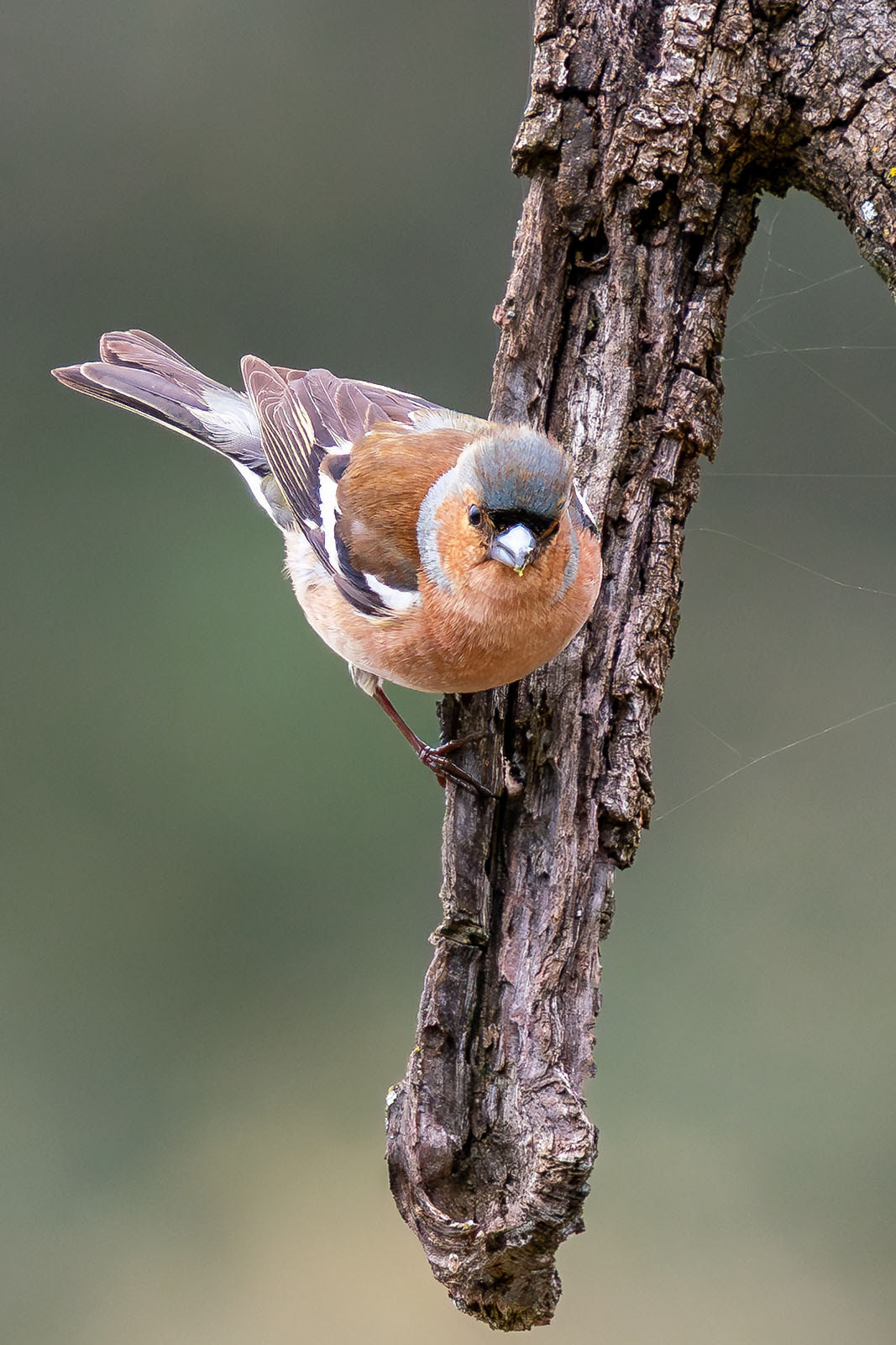 Buchfink (M)