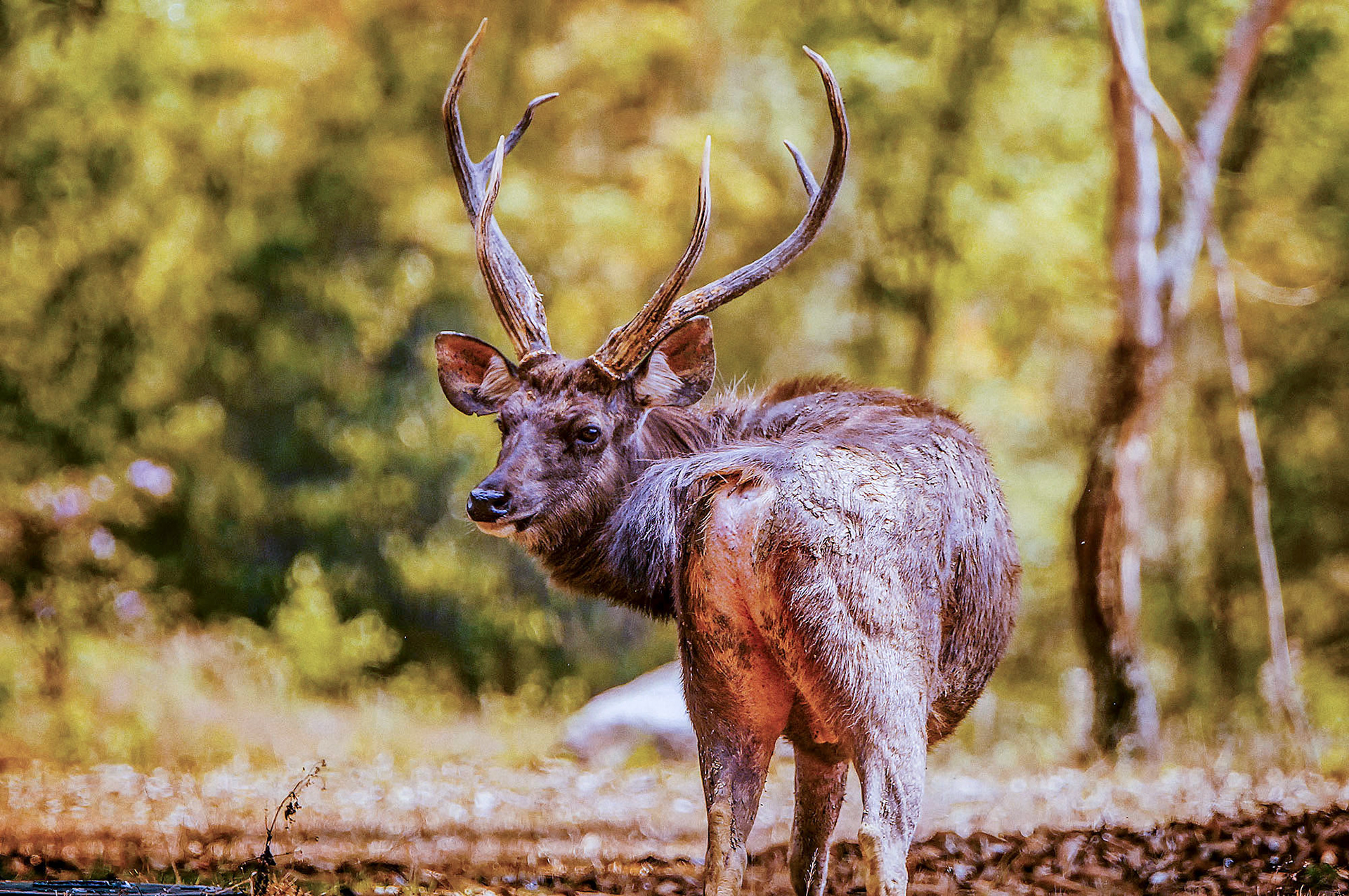 Der mächtige Sambar Hirsch