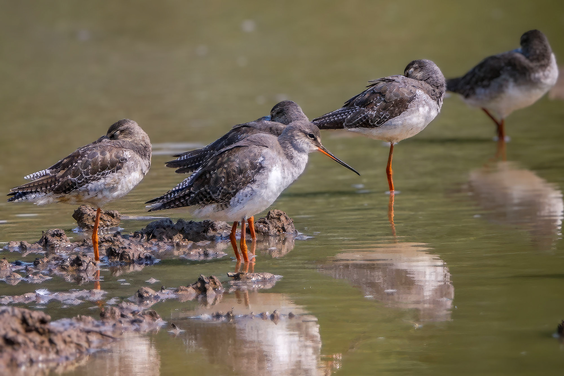 Dunkelwasserläufer / spotted redshank