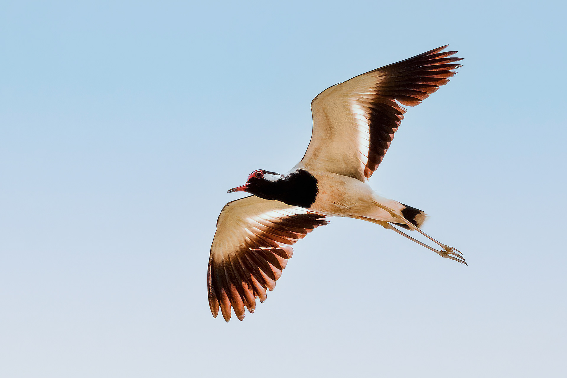Rotlappenkiebitz / red-wattled lapwing