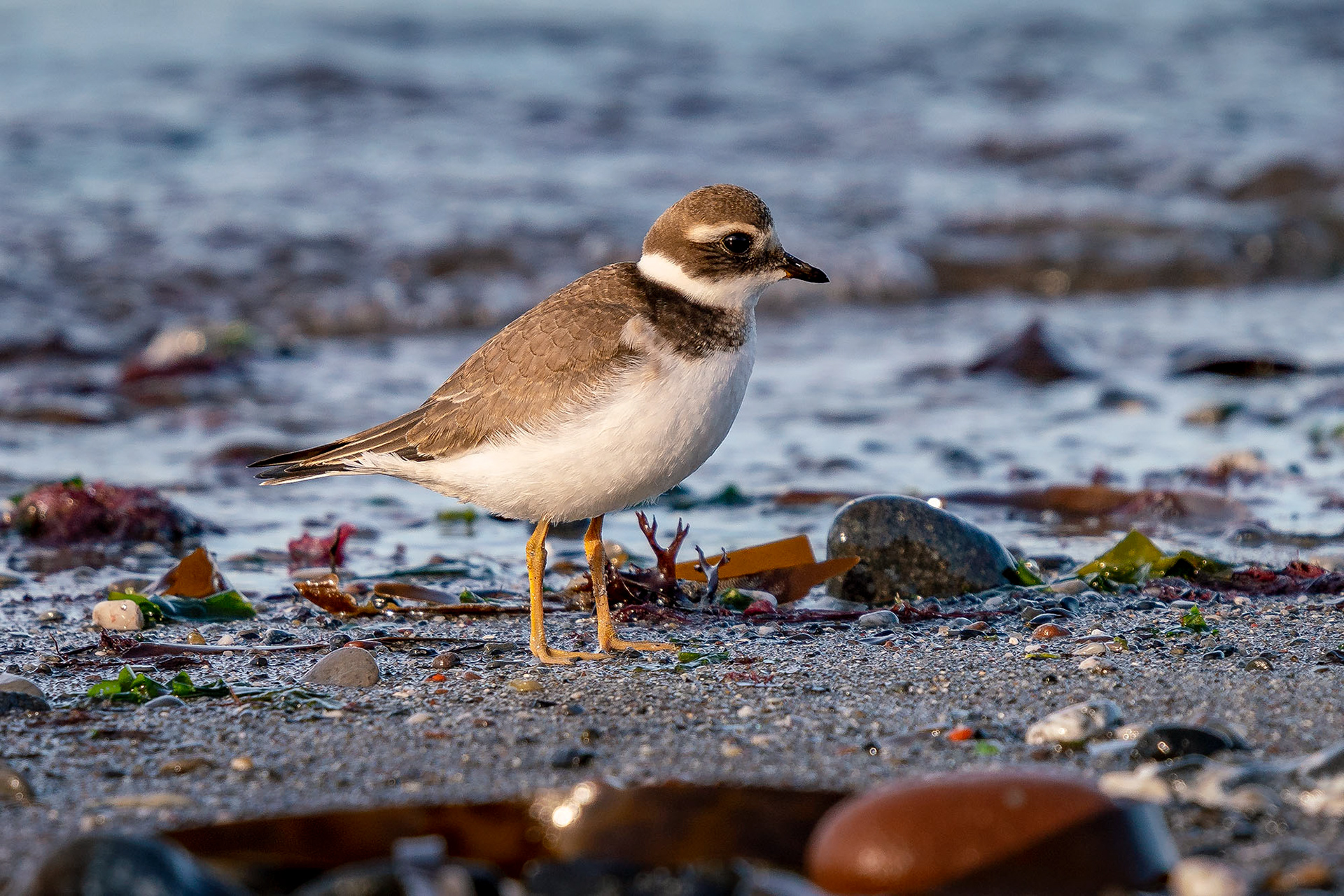 Sandregenpfeifer, juvenile