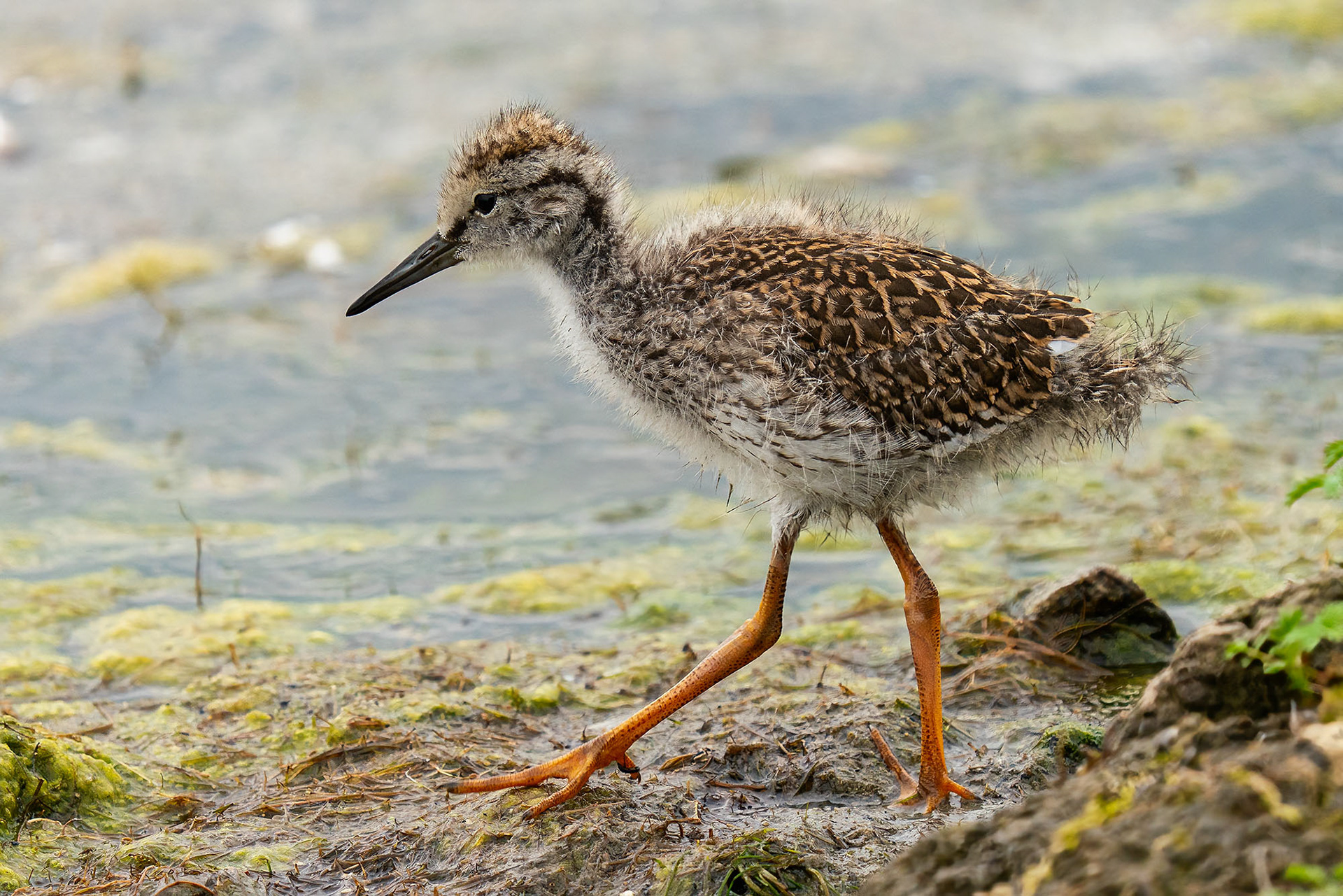 Rotschenkel, juvenile