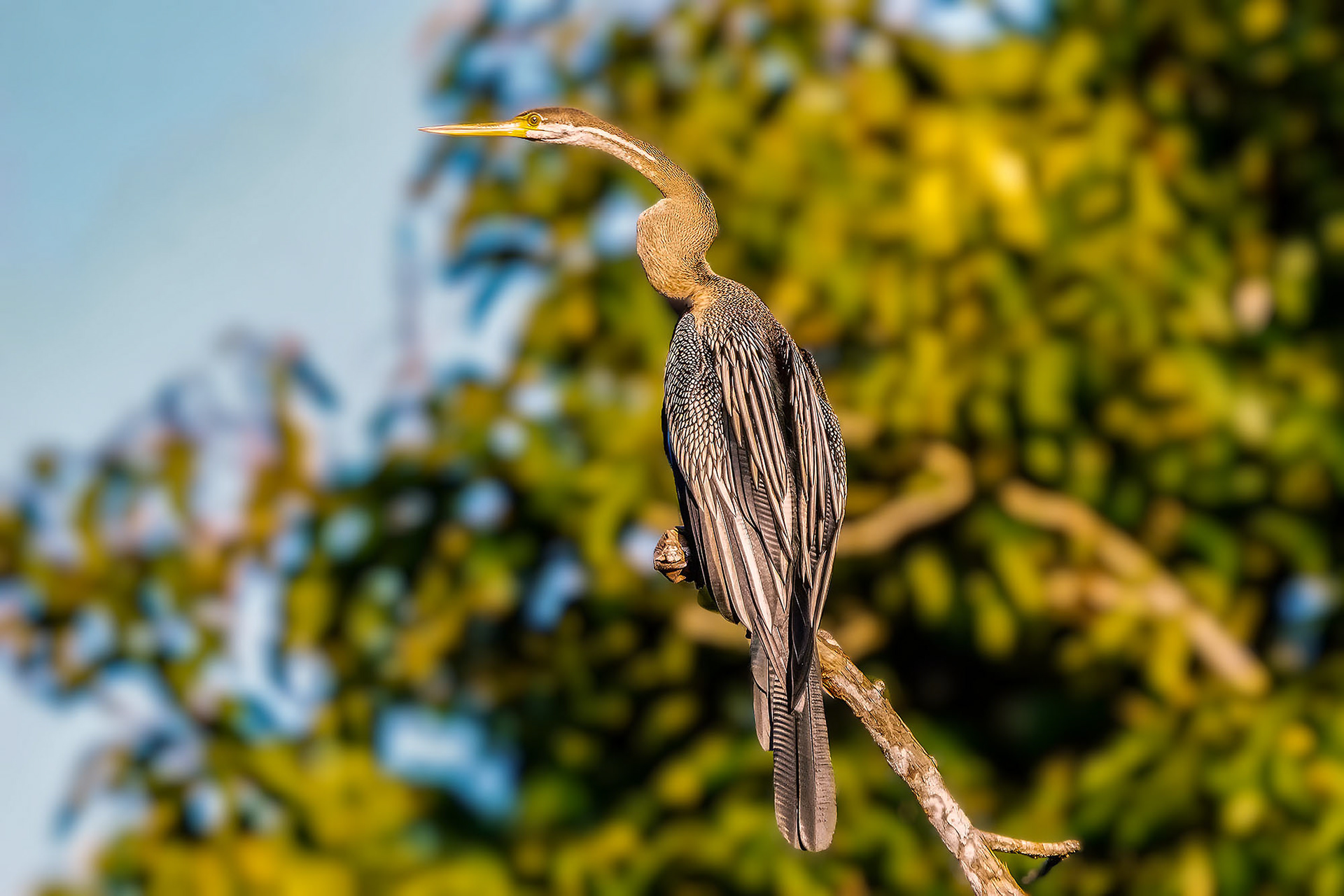 Orient-Schlangenhalsvogel  / Oriental darter