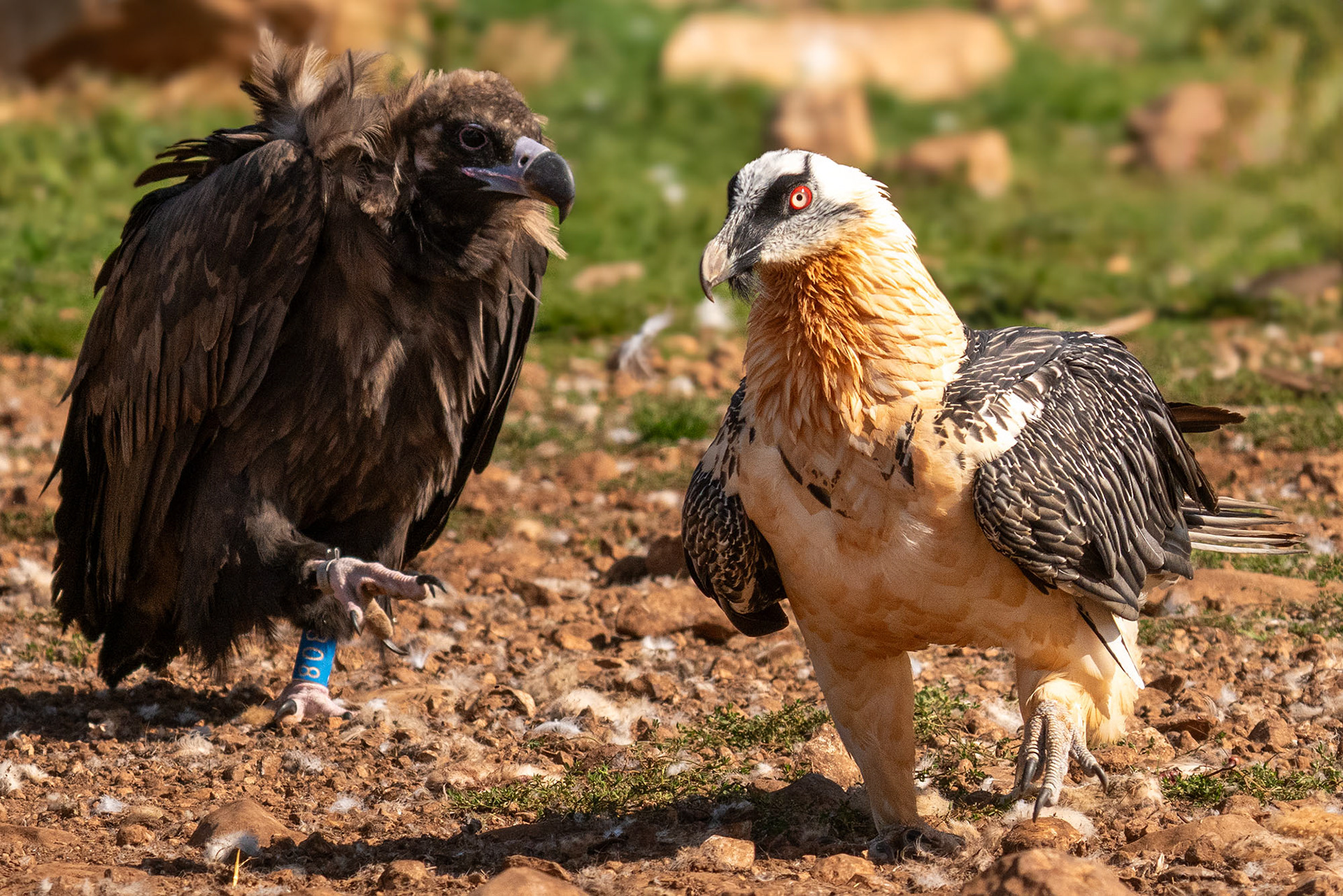 Bartgeier, adult & Mönchsgeier