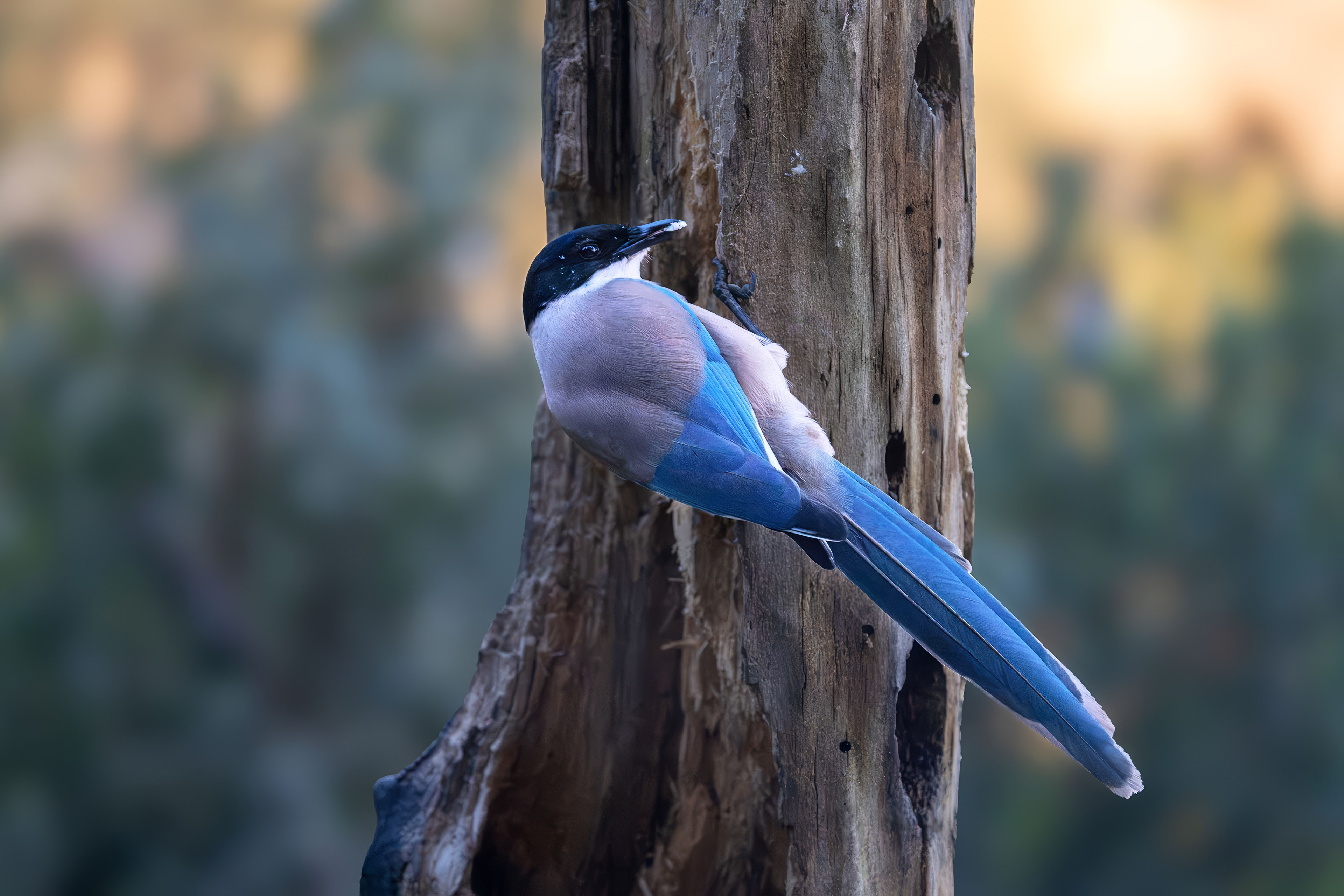 Blauelster