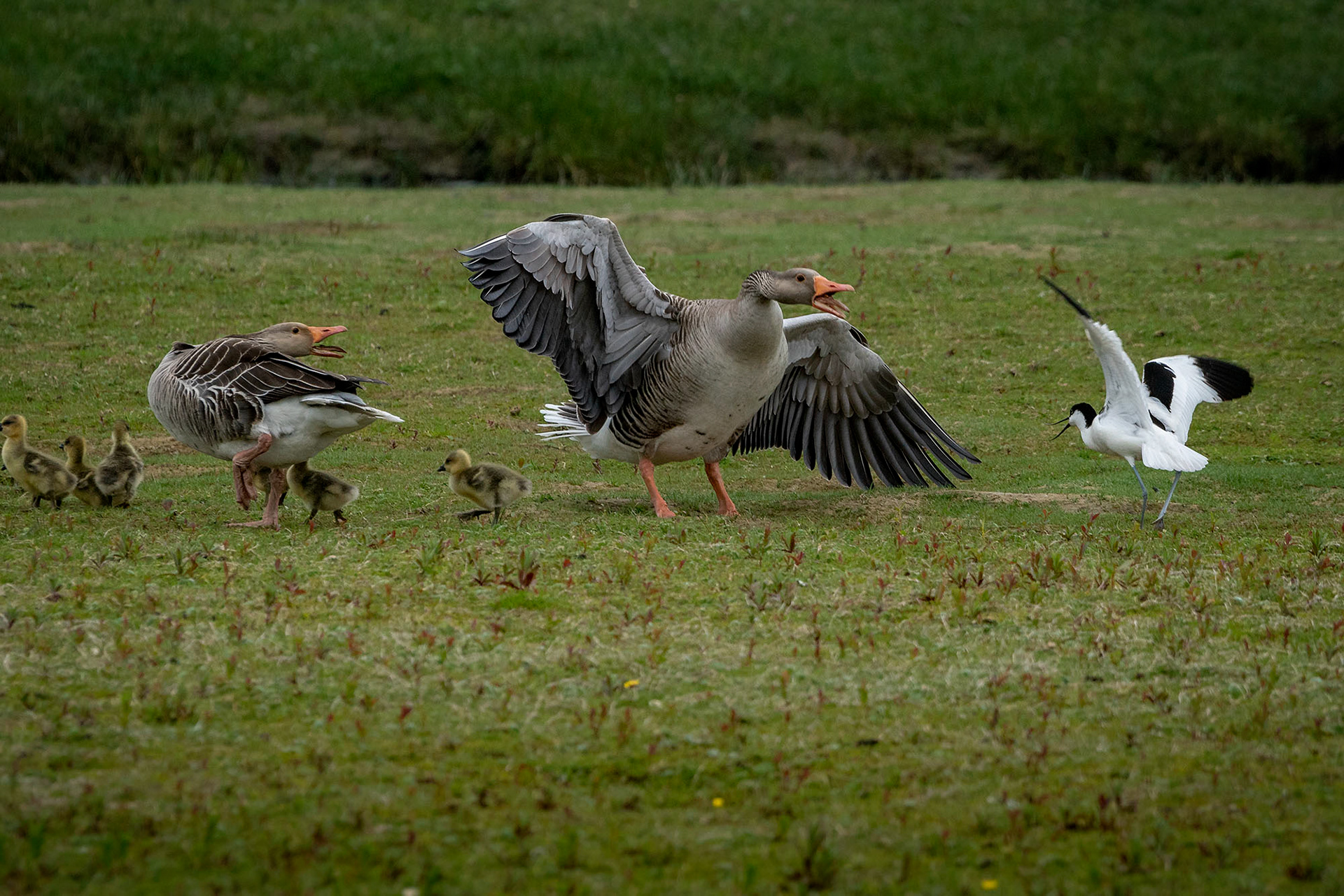 Säbelschnäbler greift eine Graugans Familie an