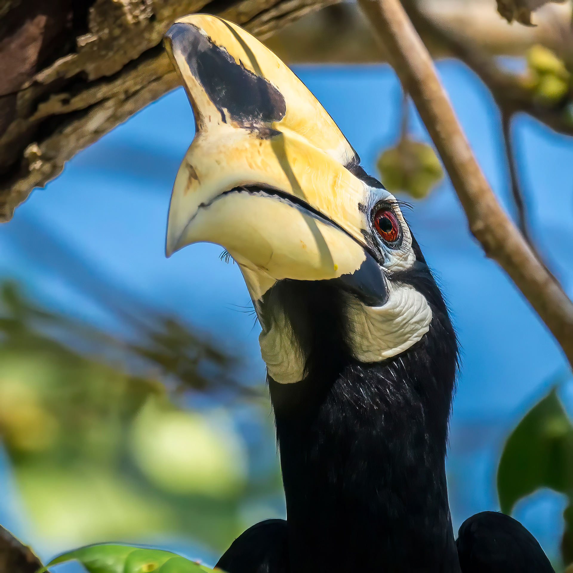 "Nördlicher" Orienthornvogel