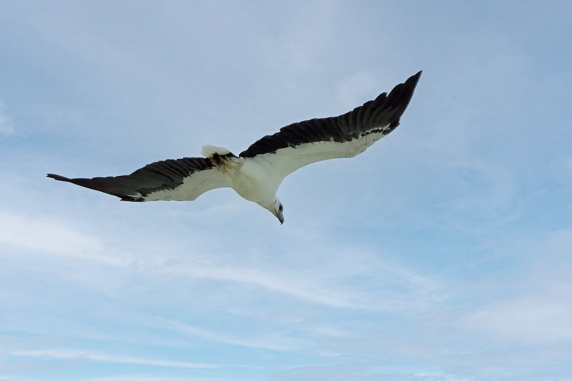 Weißbauchseeadler / White-bellied Sea Eagle
