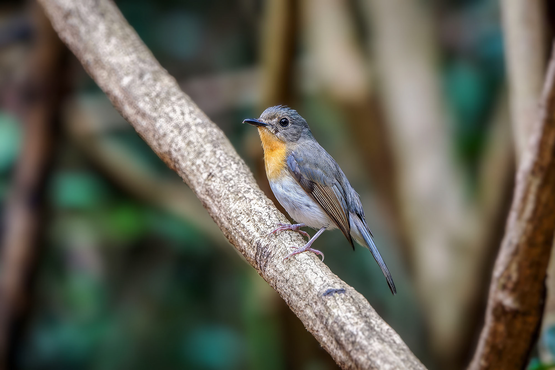 Tickellblauschnäpper (F) / Tickell's Blue-flycatcher