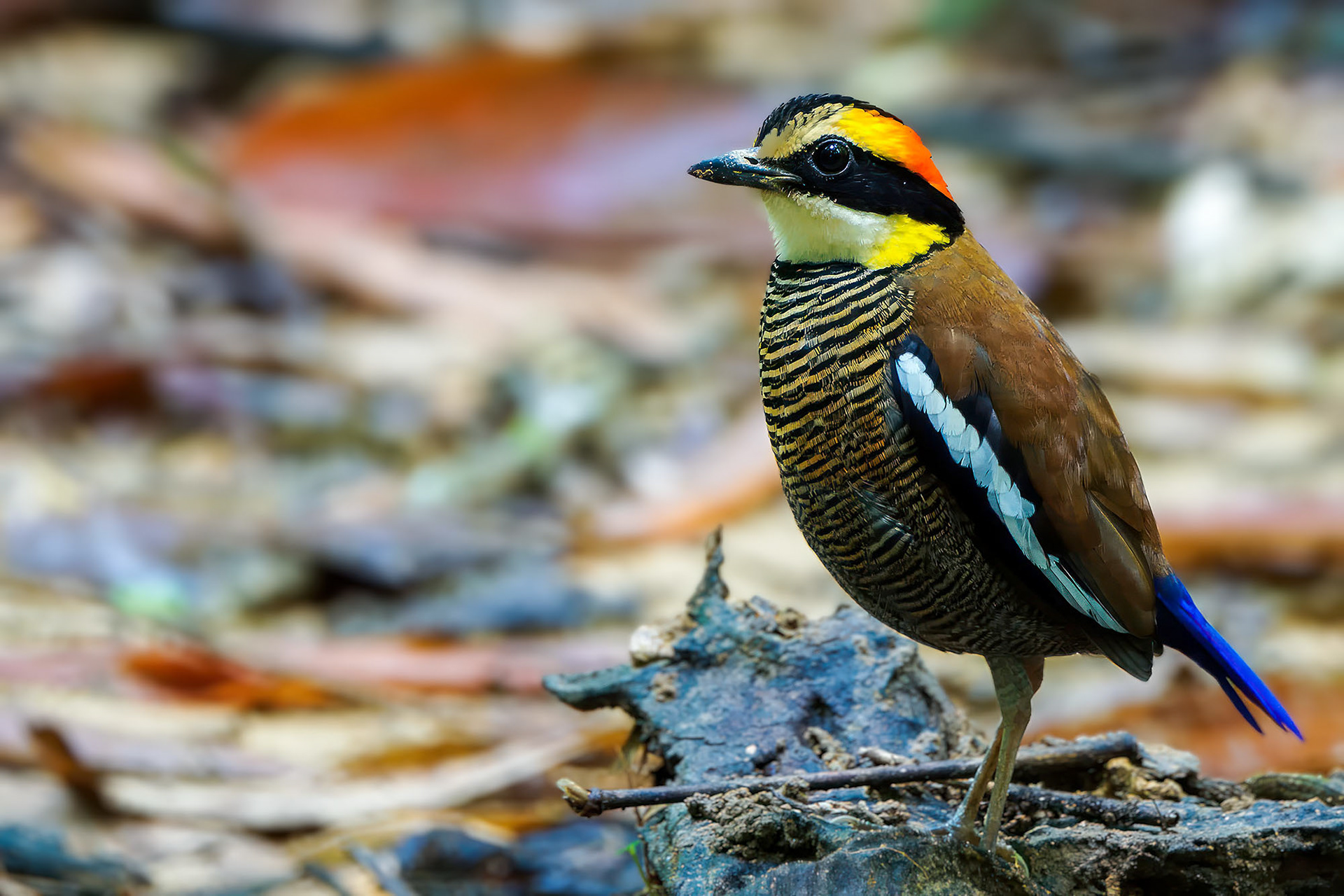 female