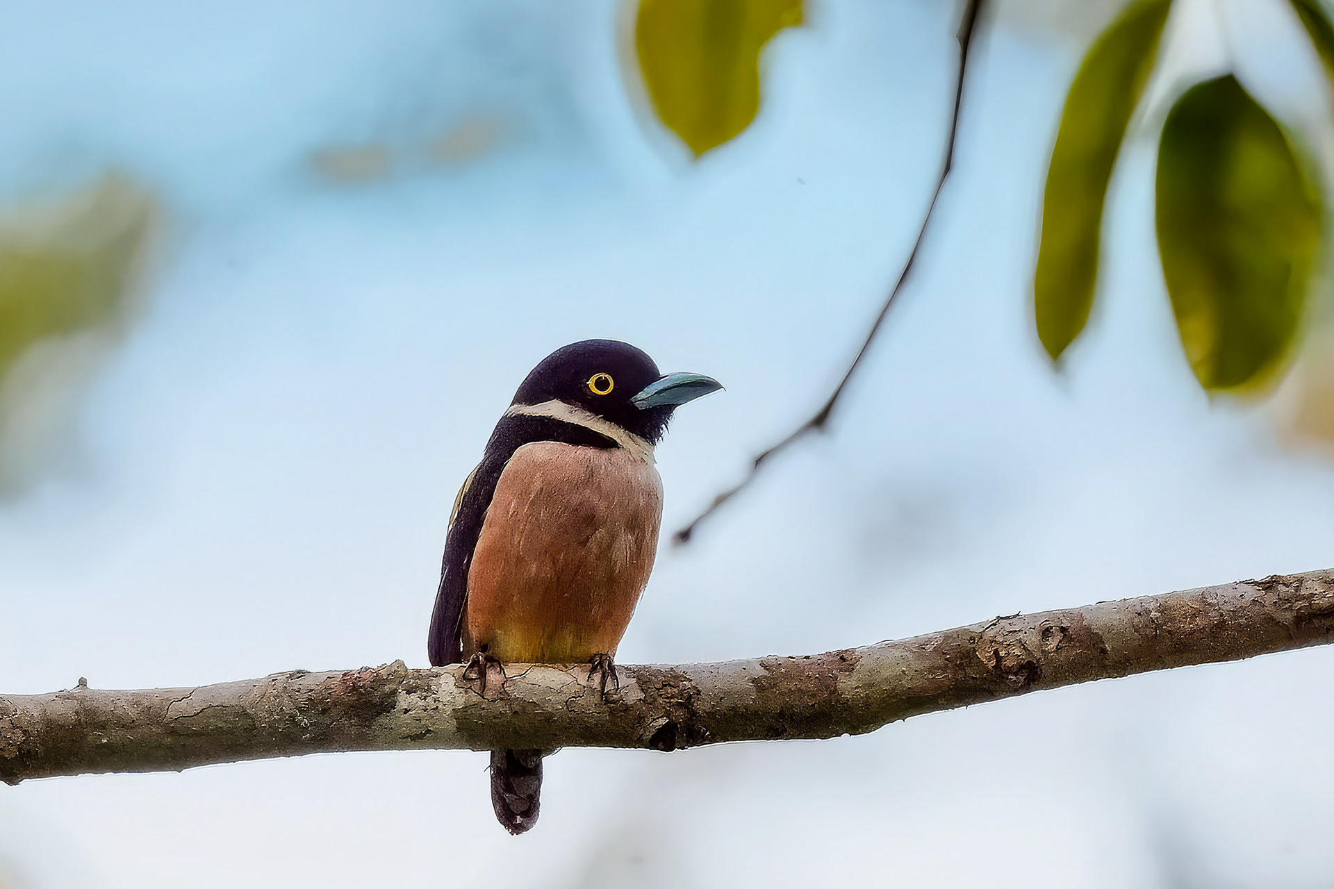 female
