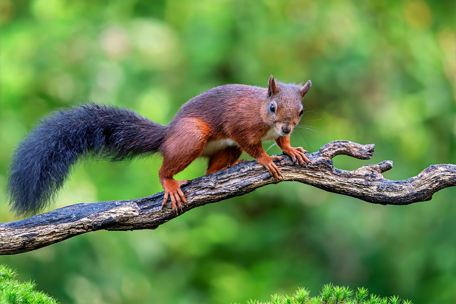 Eurasisches Eichhörnchen