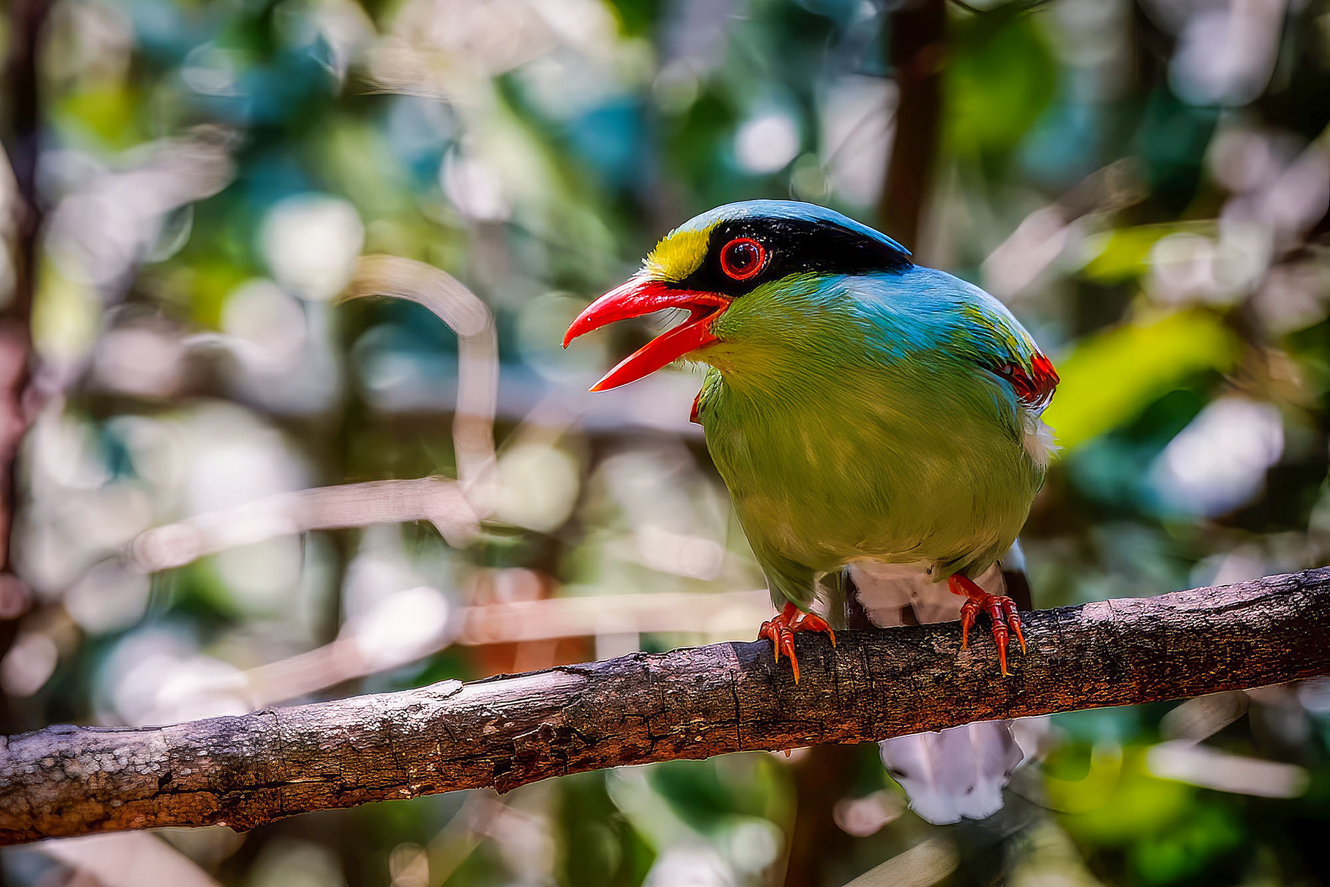 Jagdelster / Common Green Magpie