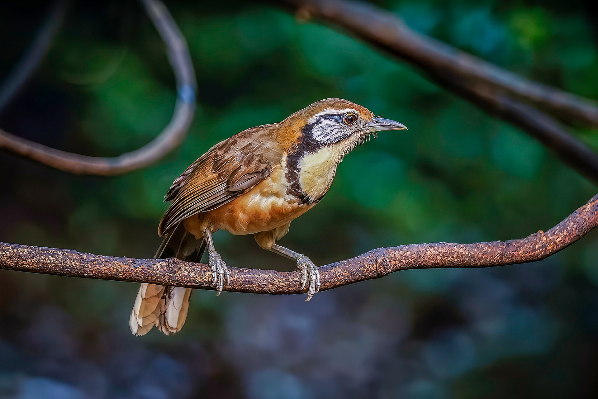 Brustbandhäherling / Greater Necklaced Laughingthrush