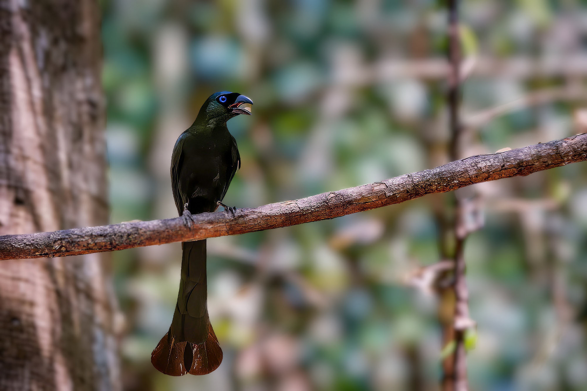 Spatelbaumelster / Racket-tailed Treepie
