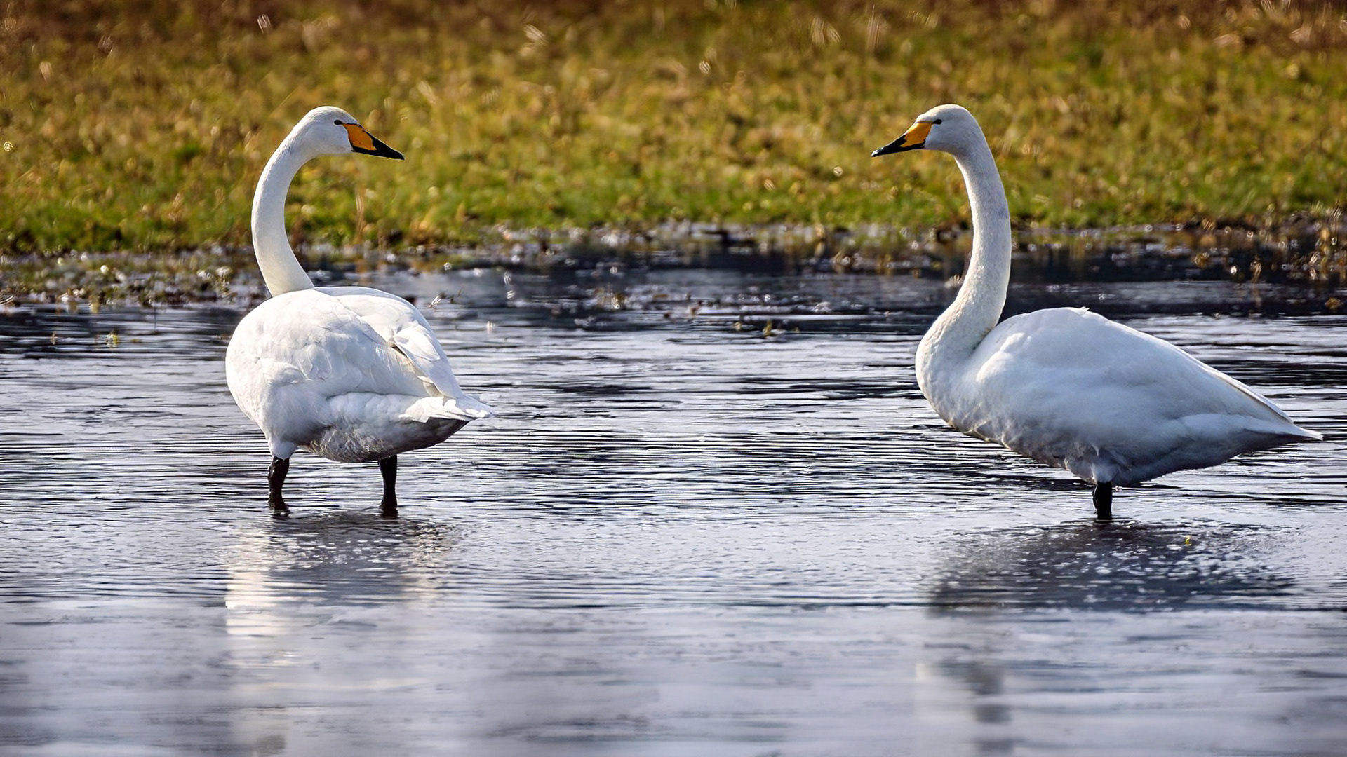 Singschwan