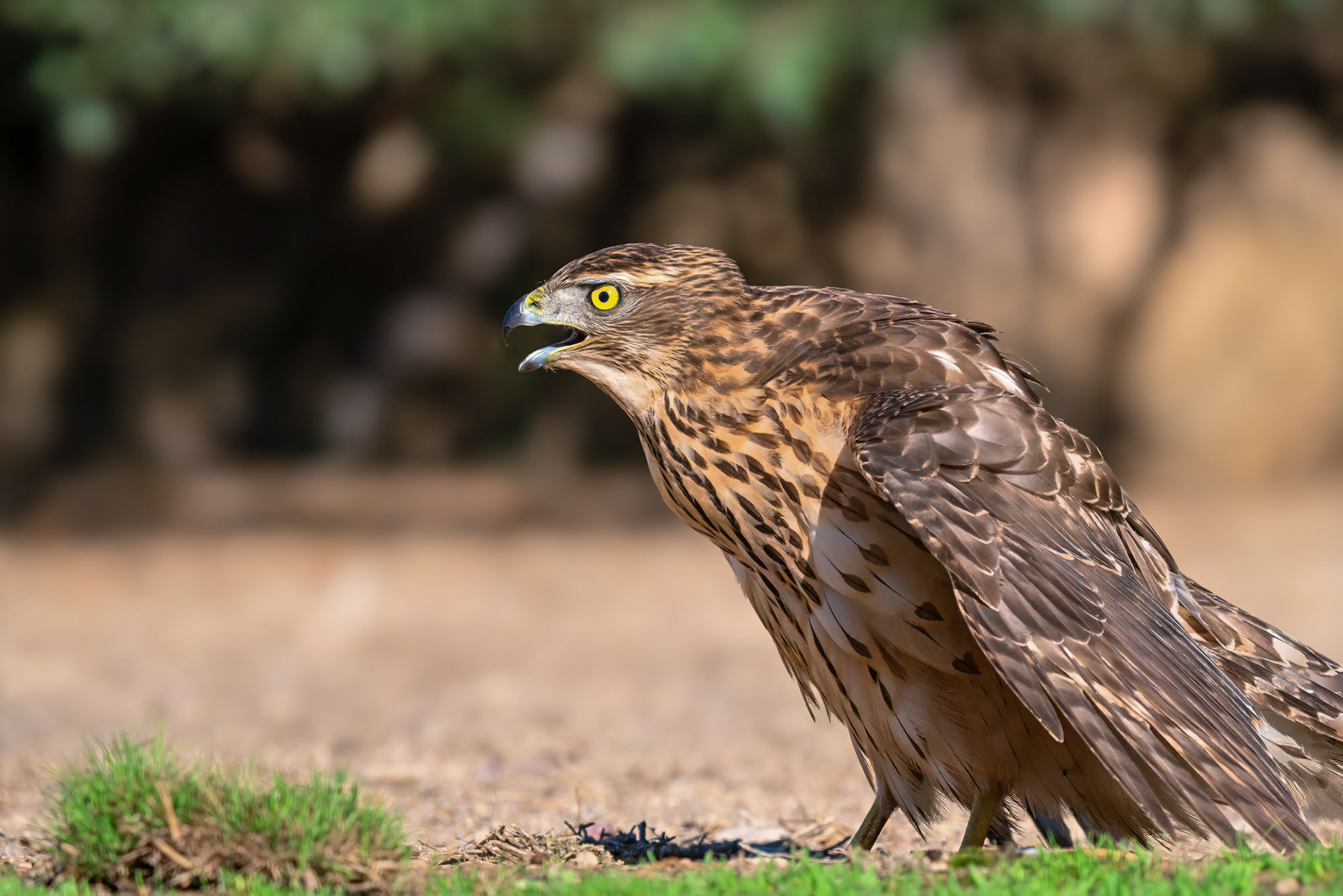 Habicht, juvenile. Nervös wacht er über seine Beute durch lautes Rufen und Manteln
