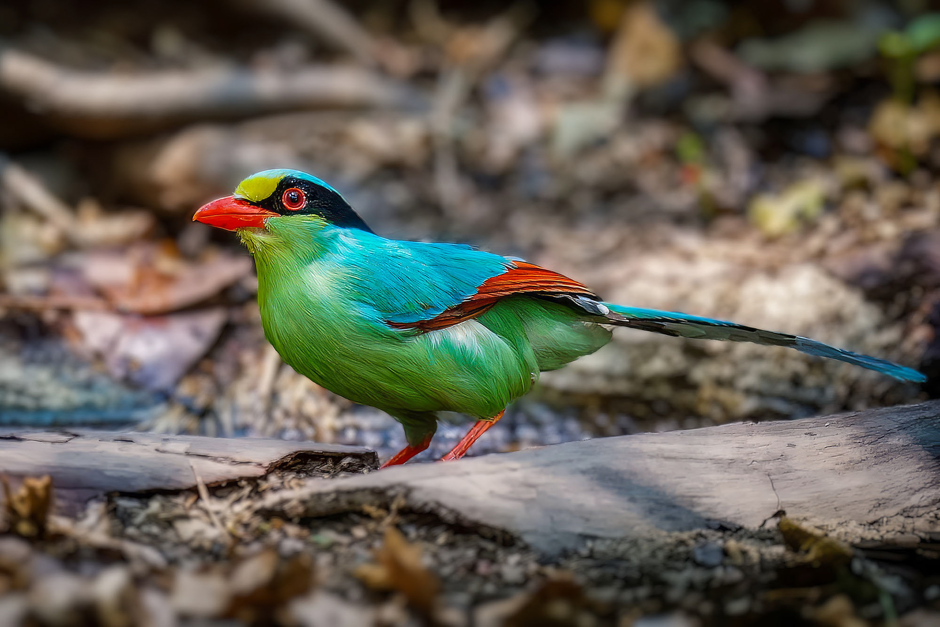 Jagdelster / Common Green Magpie