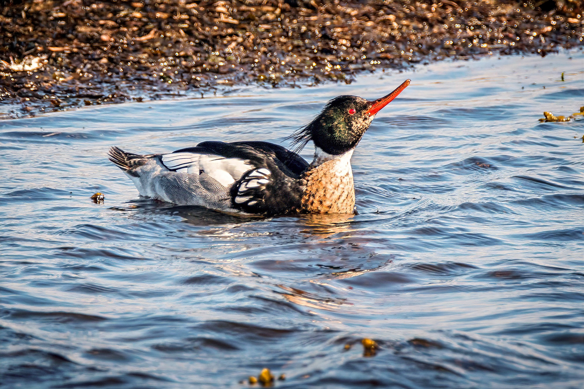Mittelsäger, male