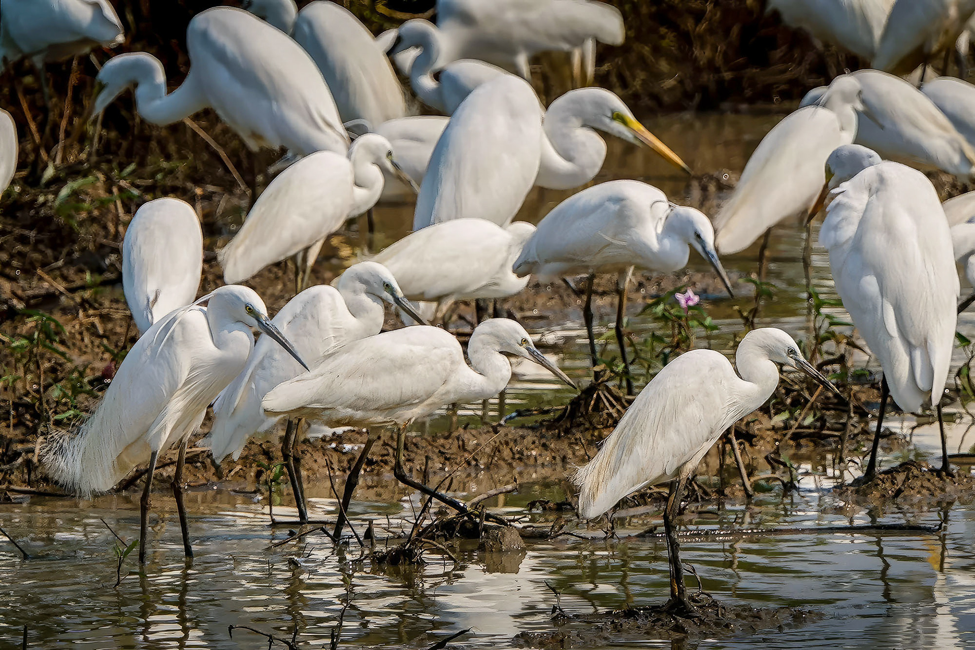 Seidenreiher / little egret