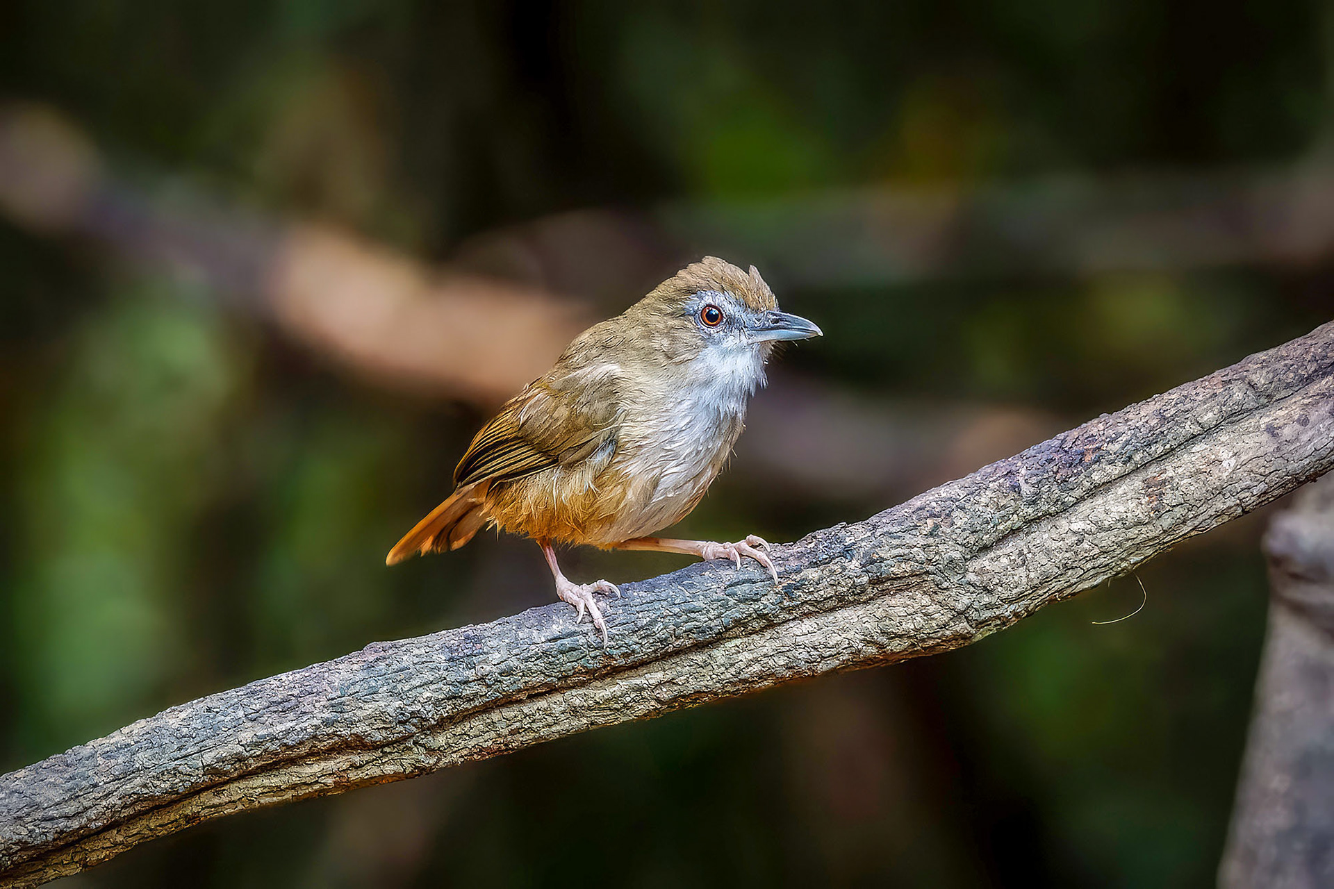 Rotschwanz-Maustimalie / Abbott's Babbler