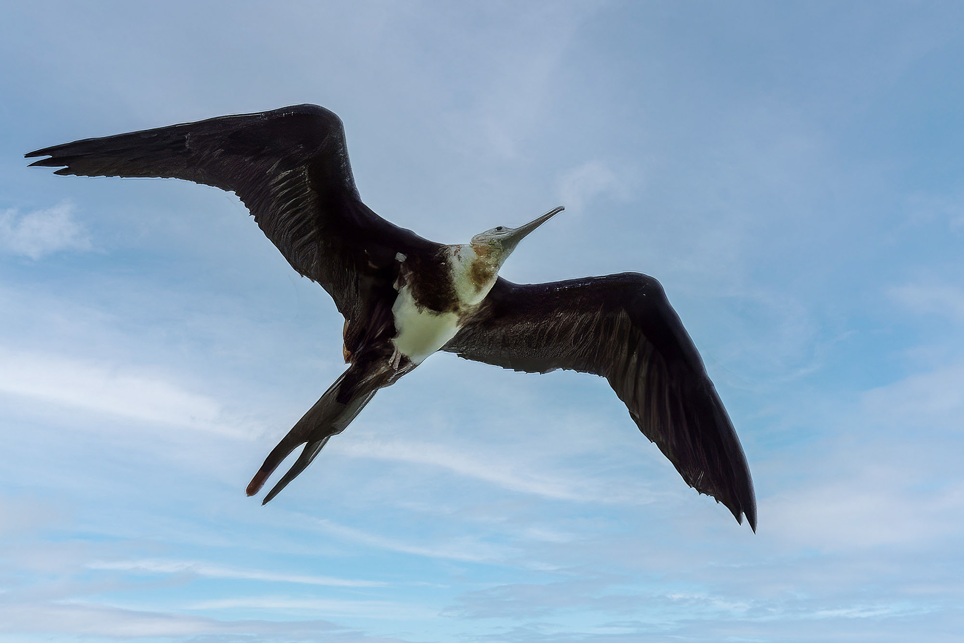 juvenile
