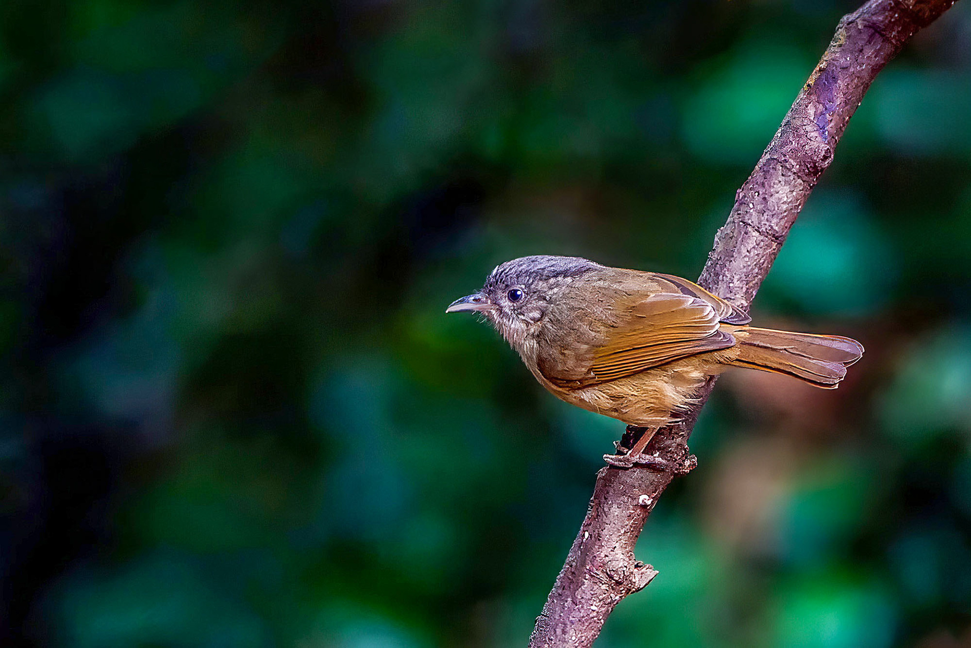 Graukopfalcippe / Brown-cheeked Fulvetta