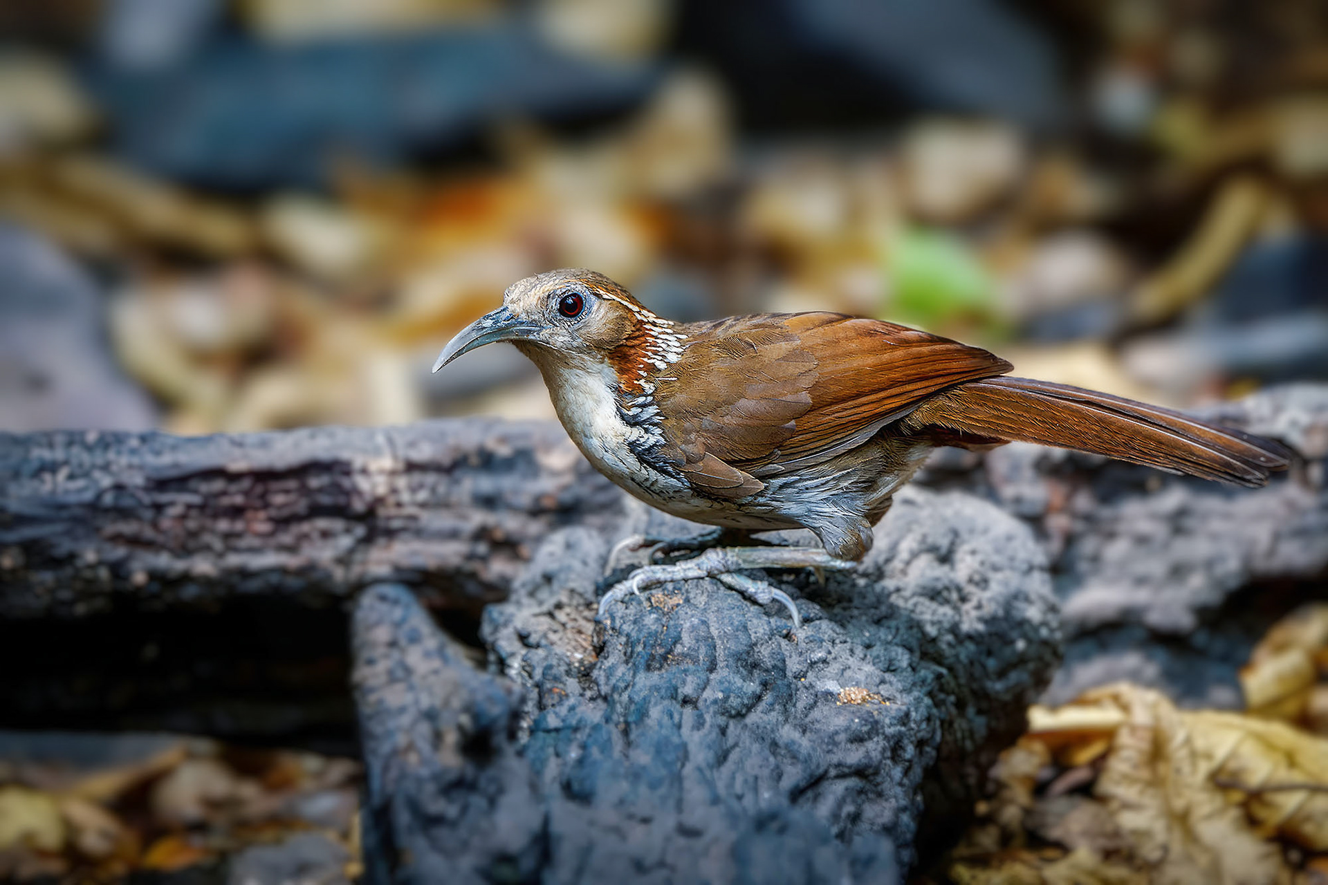 Riesensäbler / Large Scimitar-babbler