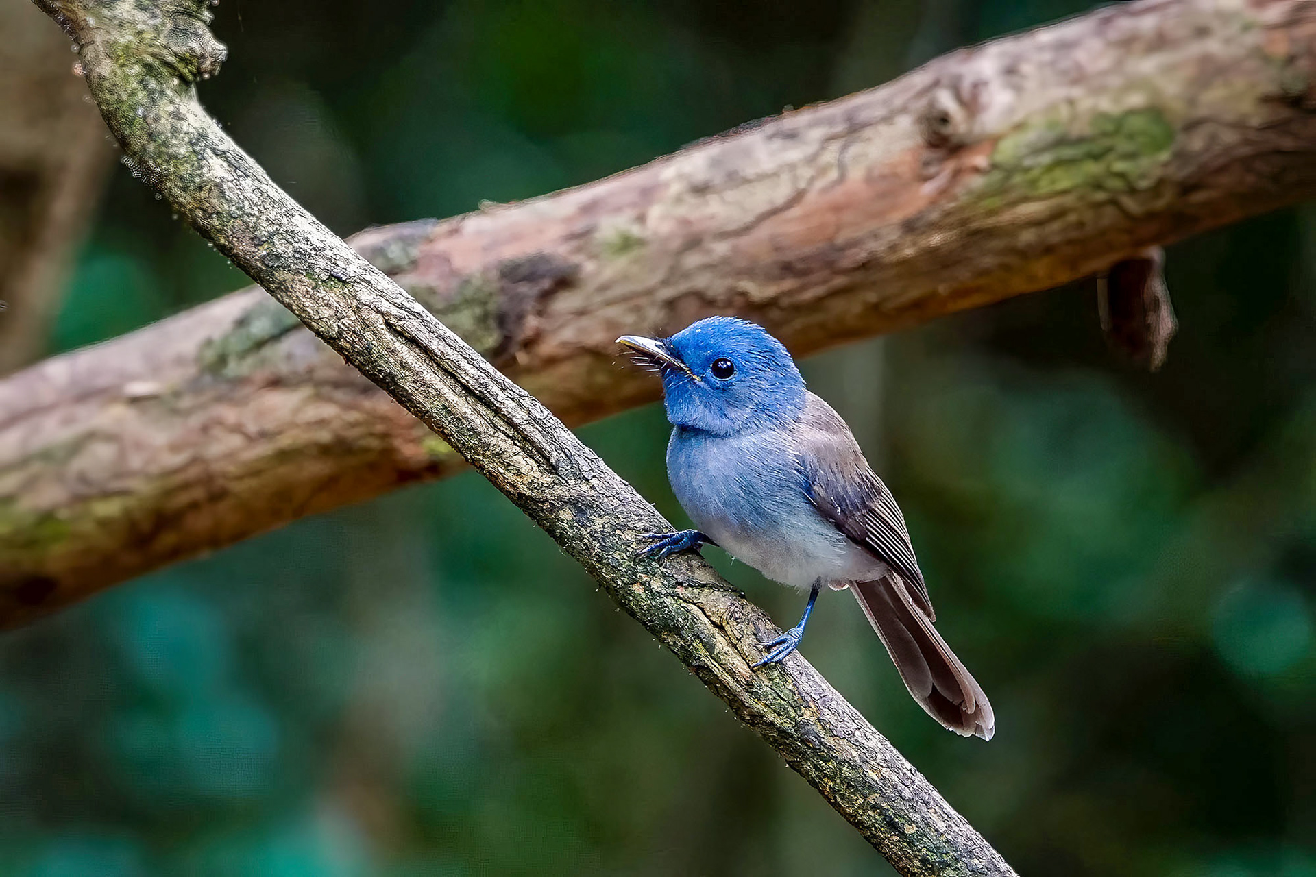 Schwarzgenickschnäpper (F) / Black-naped Monarch